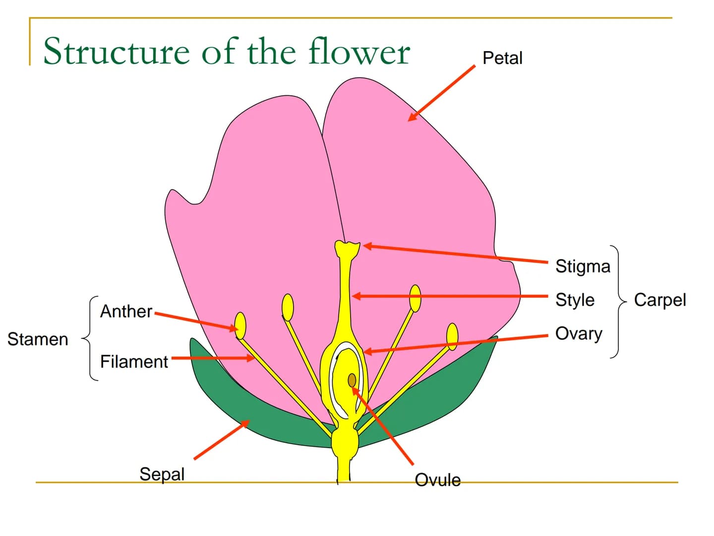 Sexual Reproduction of
Plants Learning objectives/4)
State the structure & function of the floral
parts including: Sepal, petal, stamen, car