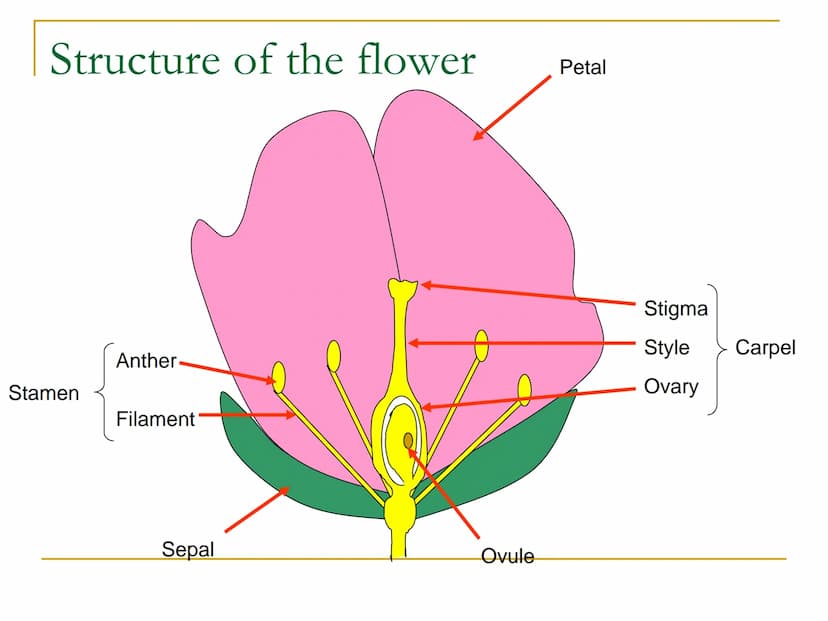 Sexual Reproduction of
Plants Learning objectives/4)
State the structure & function of the floral
parts including: Sepal, petal, stamen, car