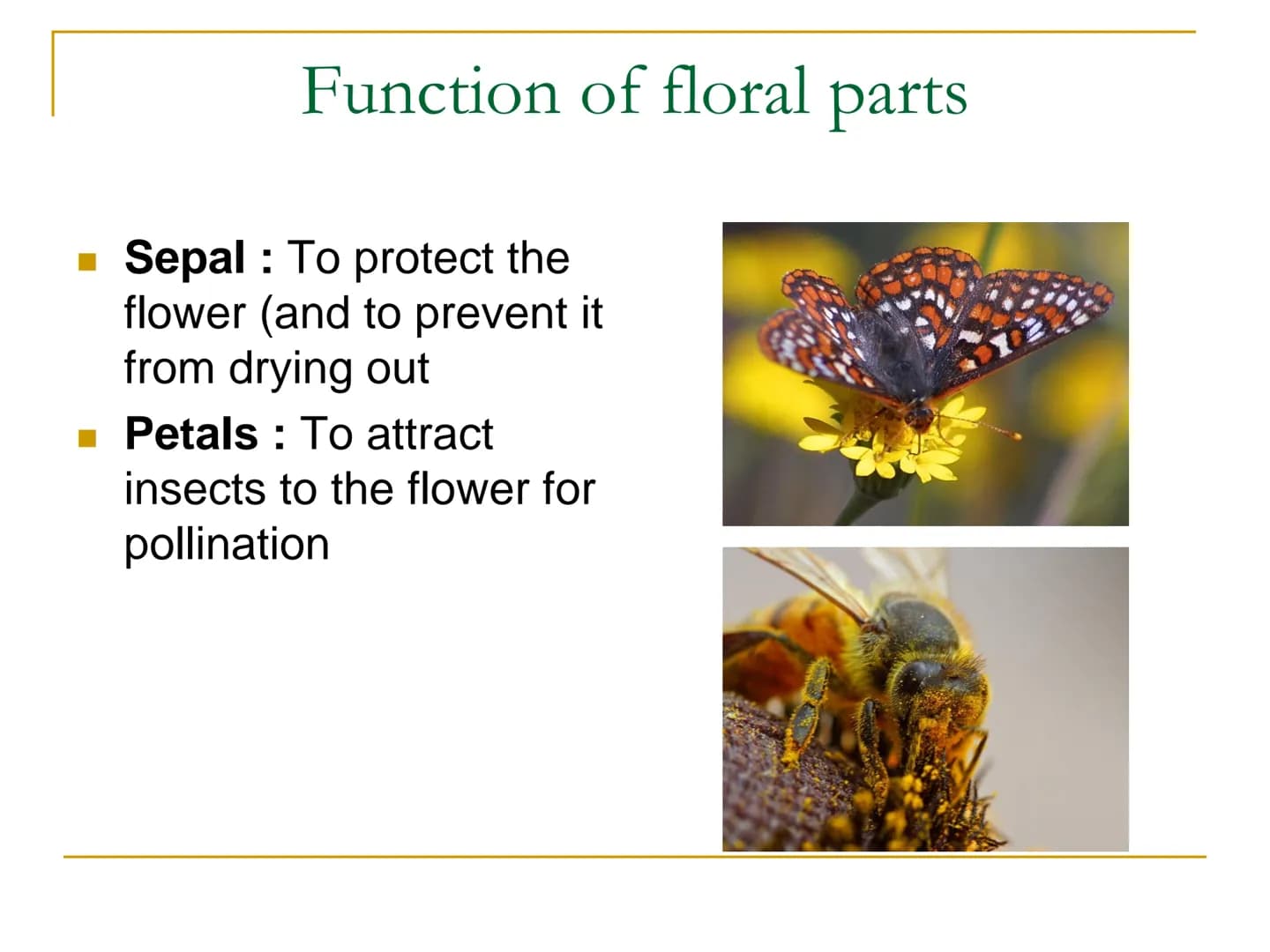 Sexual Reproduction of
Plants Learning objectives/4)
State the structure & function of the floral
parts including: Sepal, petal, stamen, car