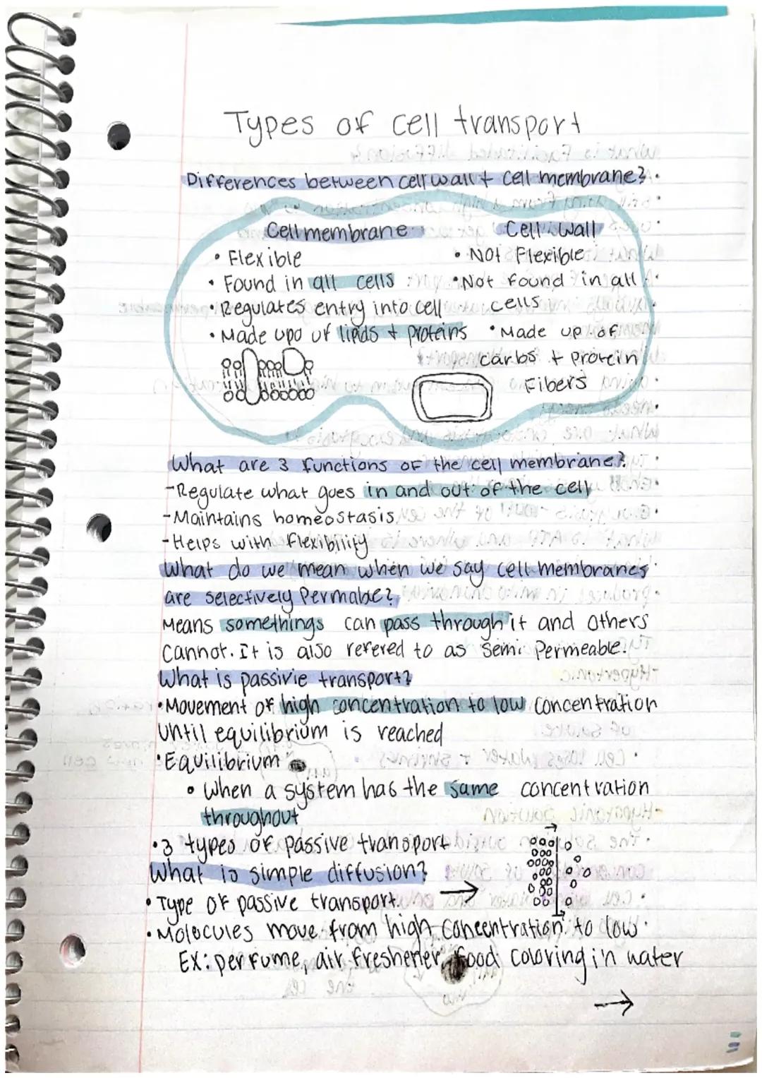 What Makes Cell Walls and Cell Membranes Different?