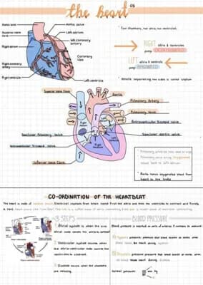 Know Notes on the Heart  thumbnail