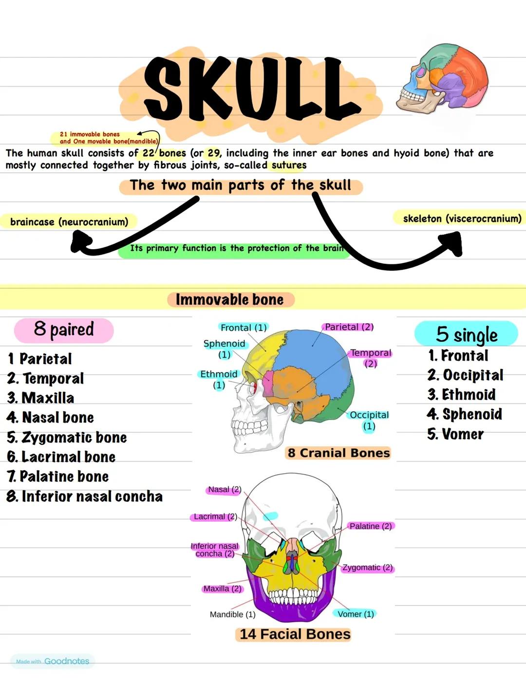 Cool Facts About Your Skull: Bones and Their Awesome Jobs!