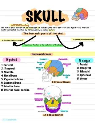 Know anatomy skull  thumbnail