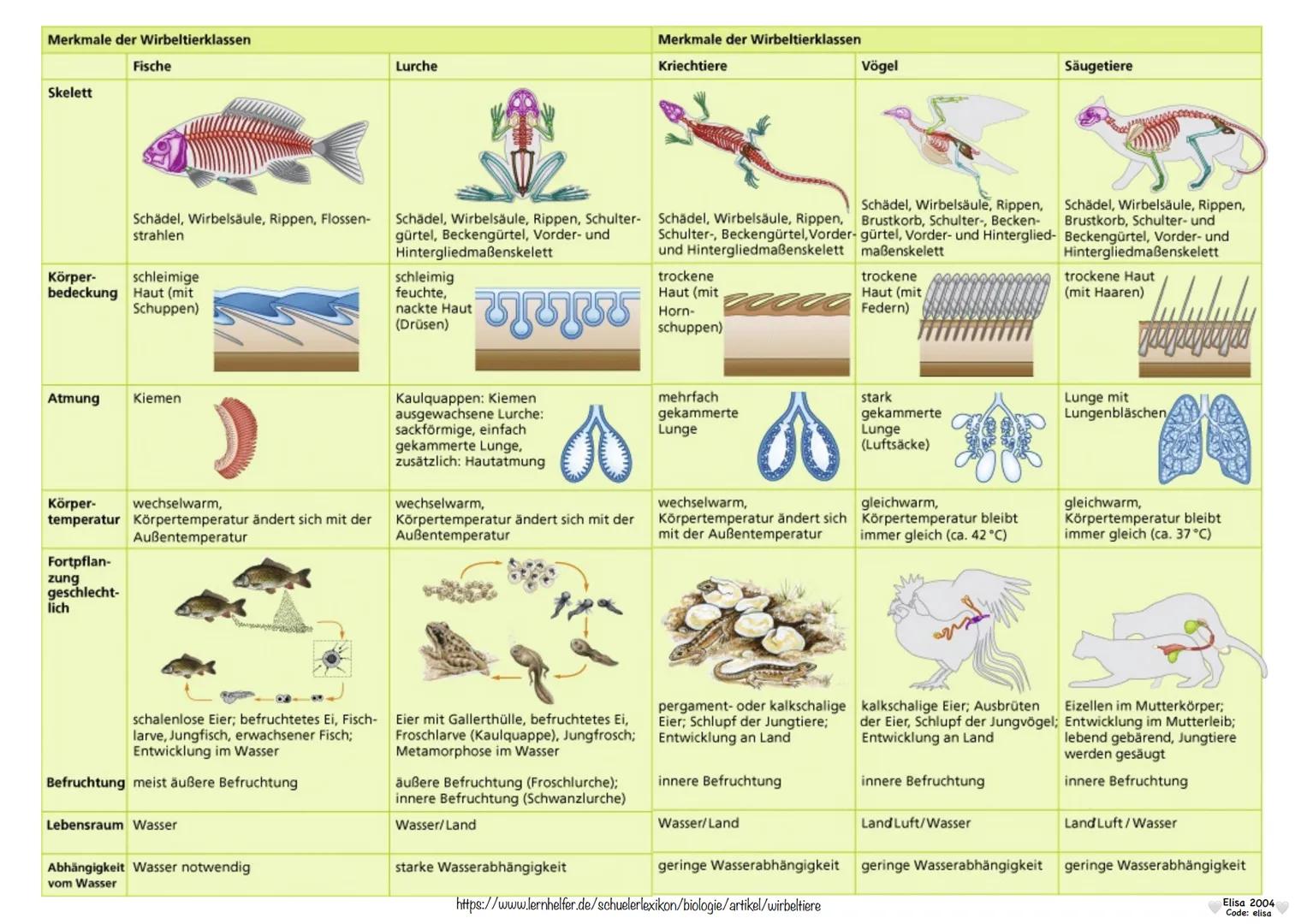 # Wirbeltiere

Der Körper der Wirbeltiere gliedert sich meist in
Kopf, Rumpf, Schwanz und zwei Paar Gliedmaßen.
Sie besitzen als Körperstütz