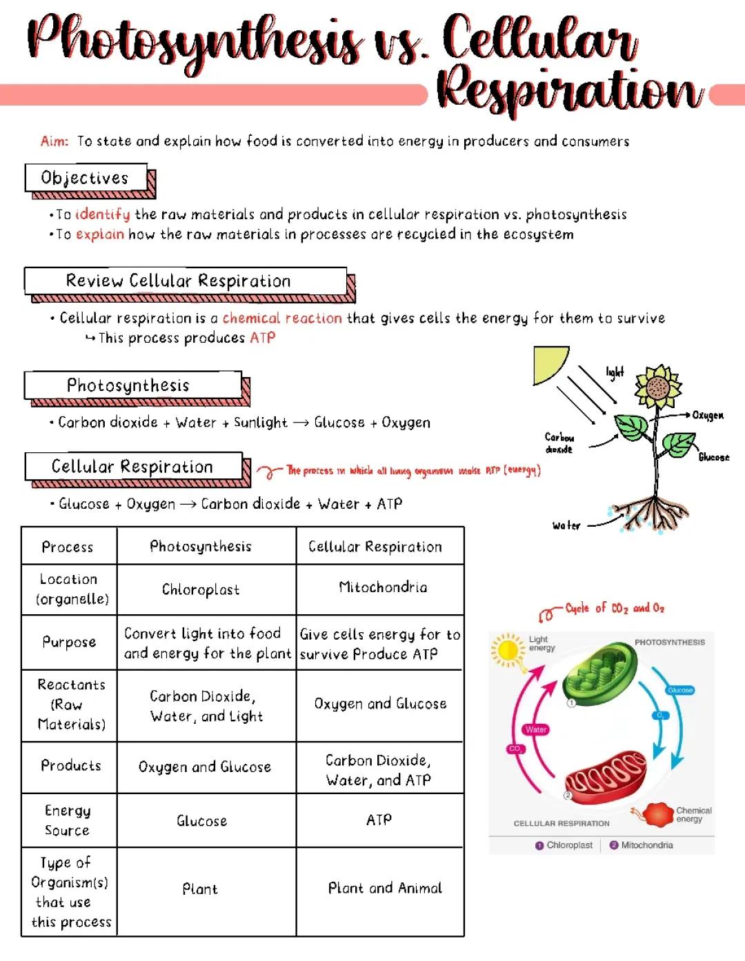 Photosynthesis vs Cellular Respiration: Explained for Kids in a PDF