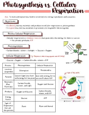 Know photosynthesis vs cellular respiration  thumbnail