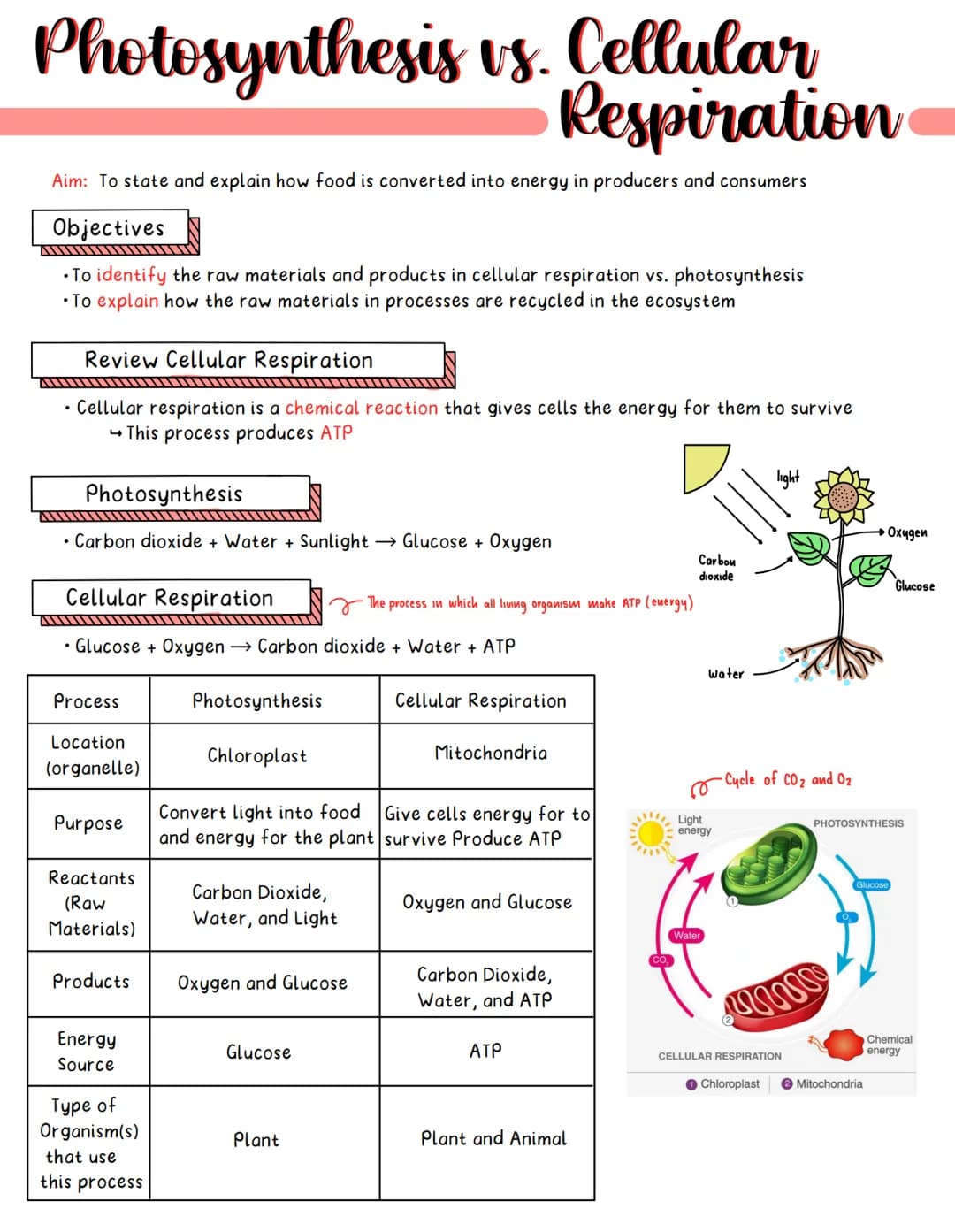 
<p><strong>Aim</strong>: Explaining how food is converted into energy in producers and consumers.</p>
<h2 id="objectives">Objectives</h2>
<