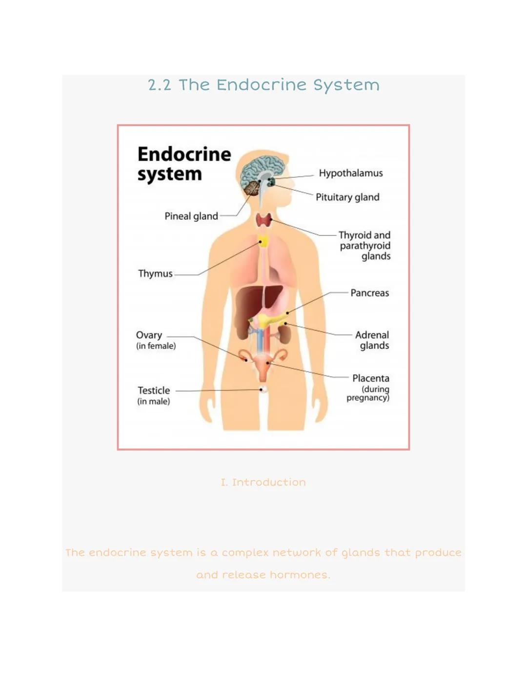 2.2 The Endocrine System