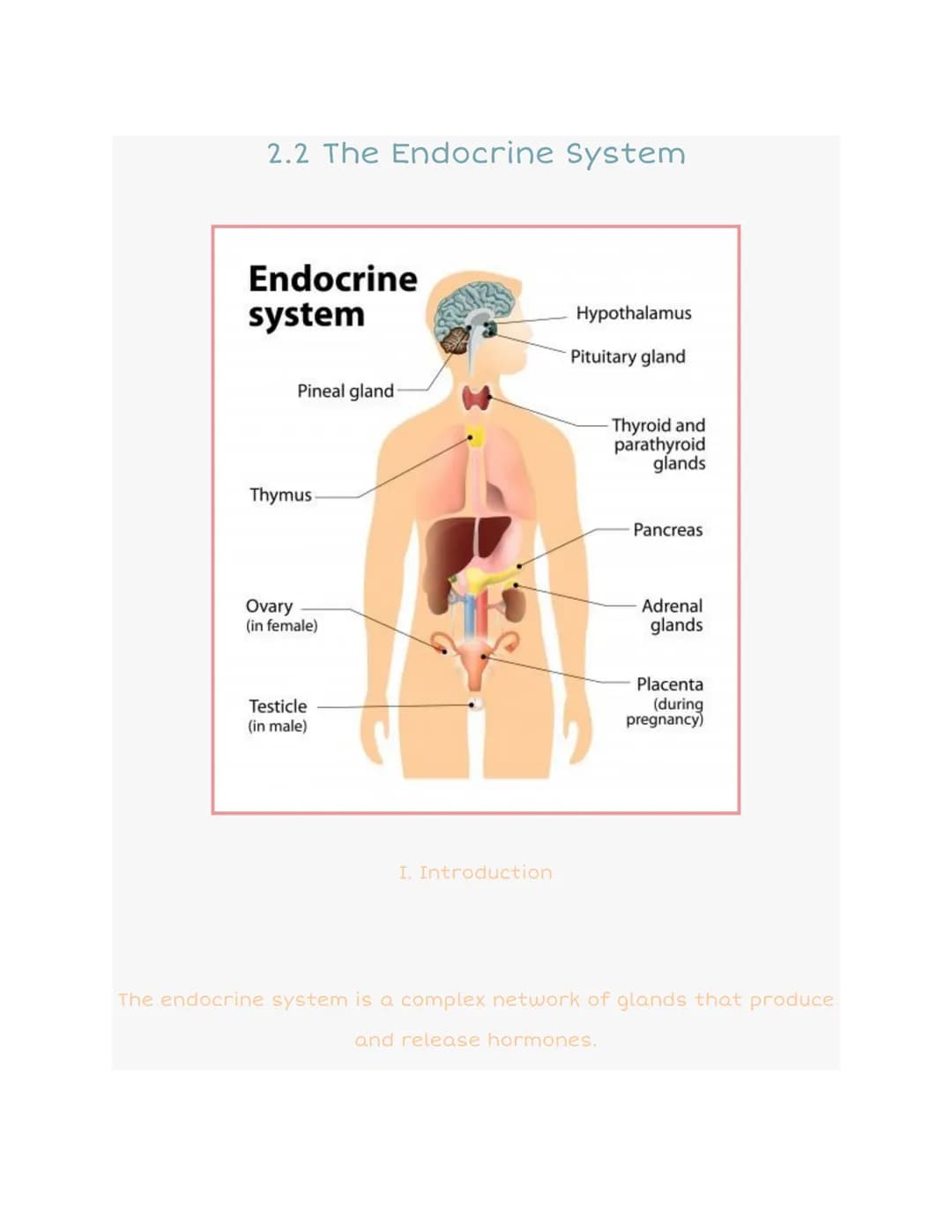 2.2 The Endocrine System