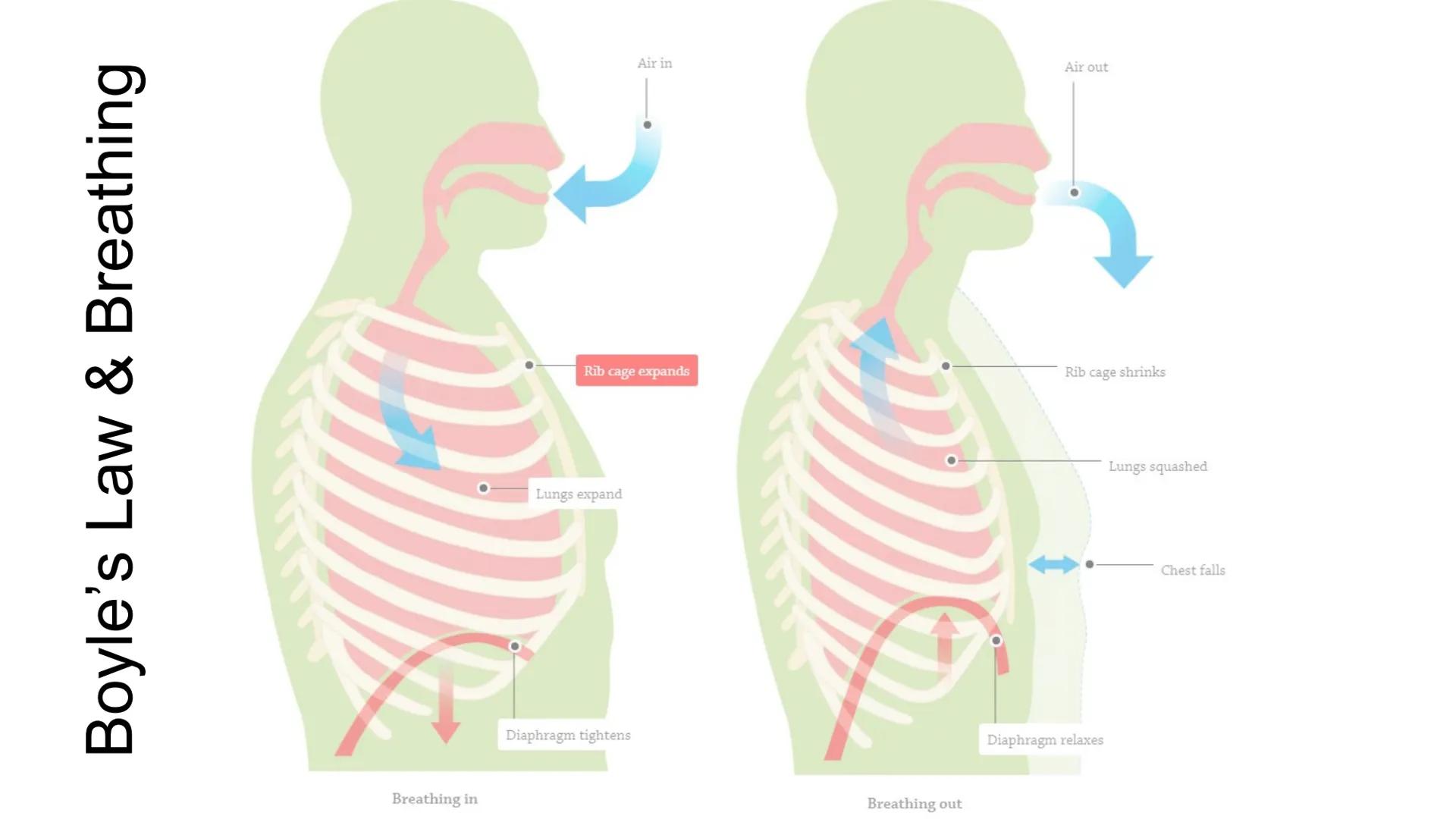 Boyle's Law & Breathing
7
Breathing in
Rib cage expands
Lungs expand
Air in
Diaphragm tightens
Breathing out
Air out
Rib cage shrinks
Diaphr