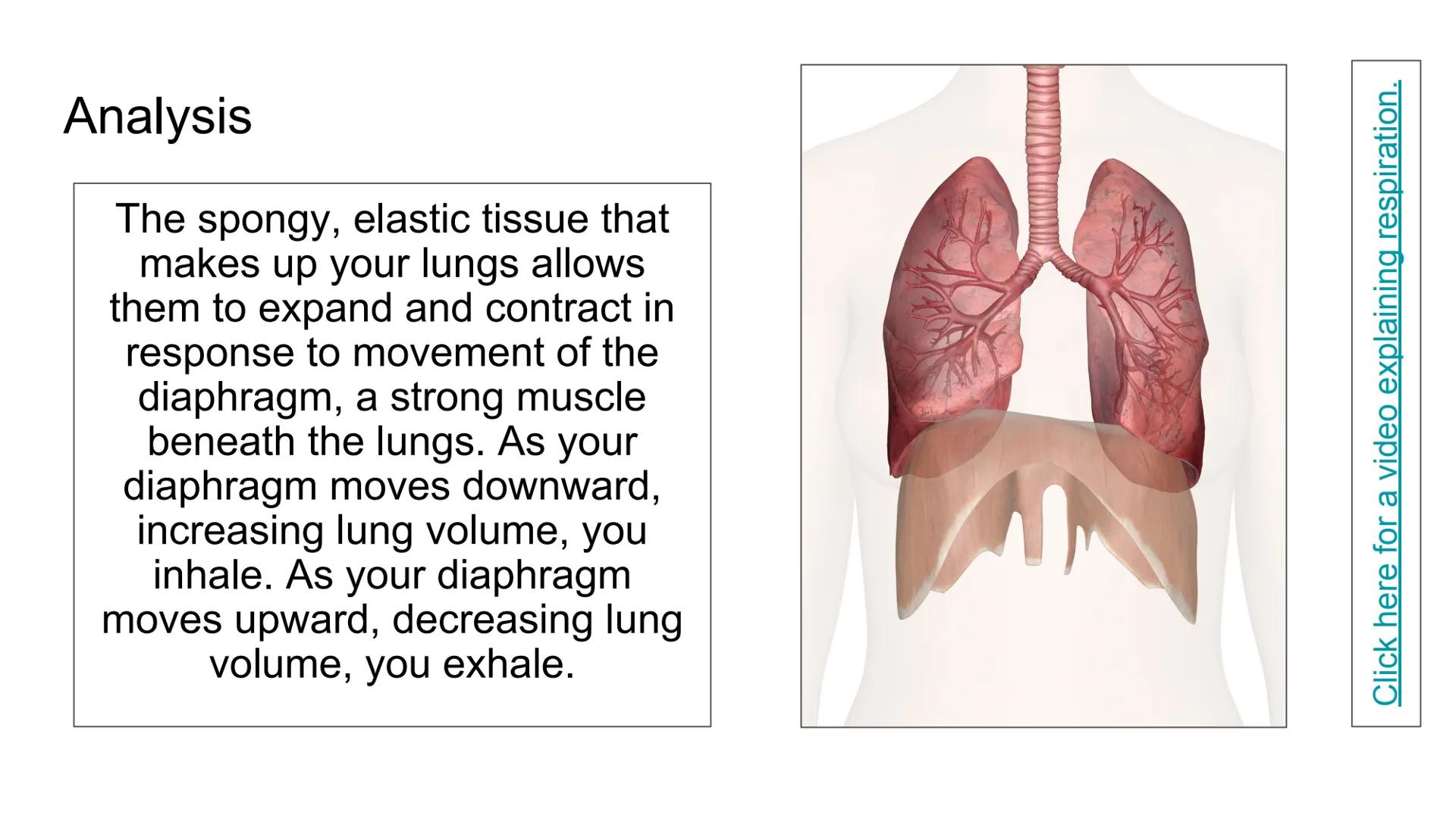 Boyle's Law & Breathing
7
Breathing in
Rib cage expands
Lungs expand
Air in
Diaphragm tightens
Breathing out
Air out
Rib cage shrinks
Diaphr