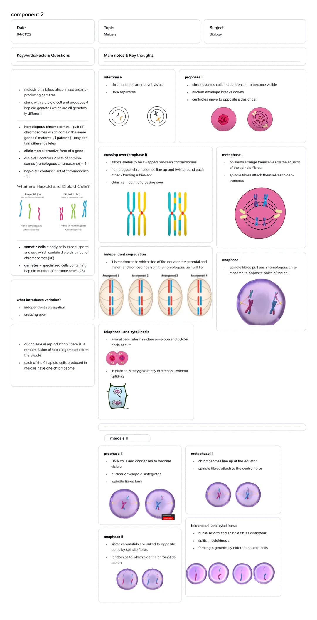 component 2
Date
04/01/22
Keywords/Facts & Questions.
.
.
meiosis only takes place in sex organs -
producing gametes
.
starts with a diploid