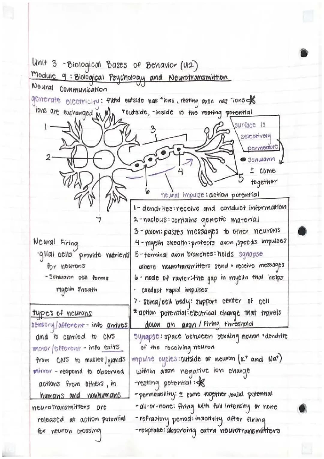 AP Psychology Unit 2: Biological Bases of Behavior Notes & Study Guide