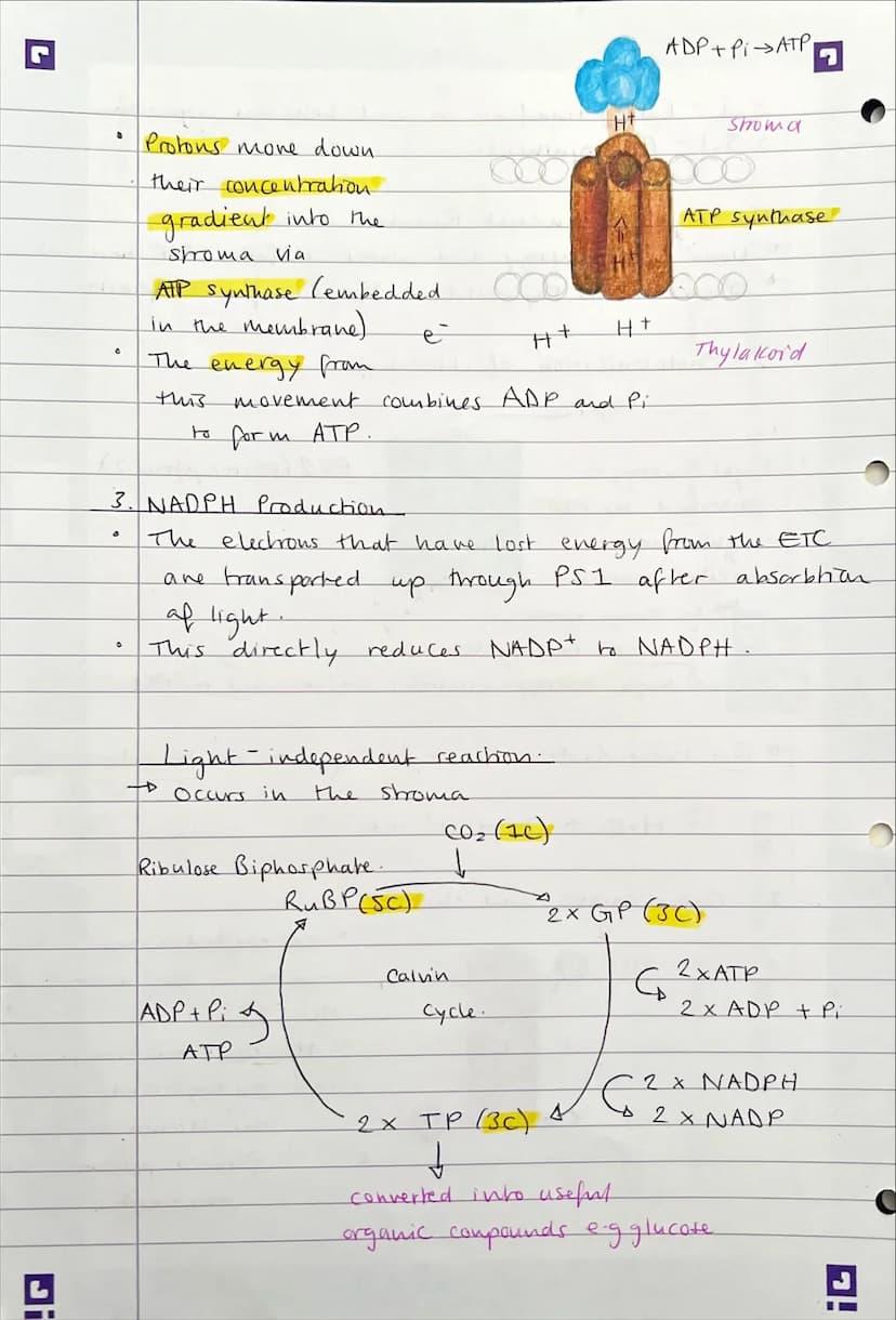Di
0
3.5 - Evergy transfers in and between organisms.
3.5.1- Photosynthesis.
The Light Dependent Reaction.
to Uses light energy and
water
to