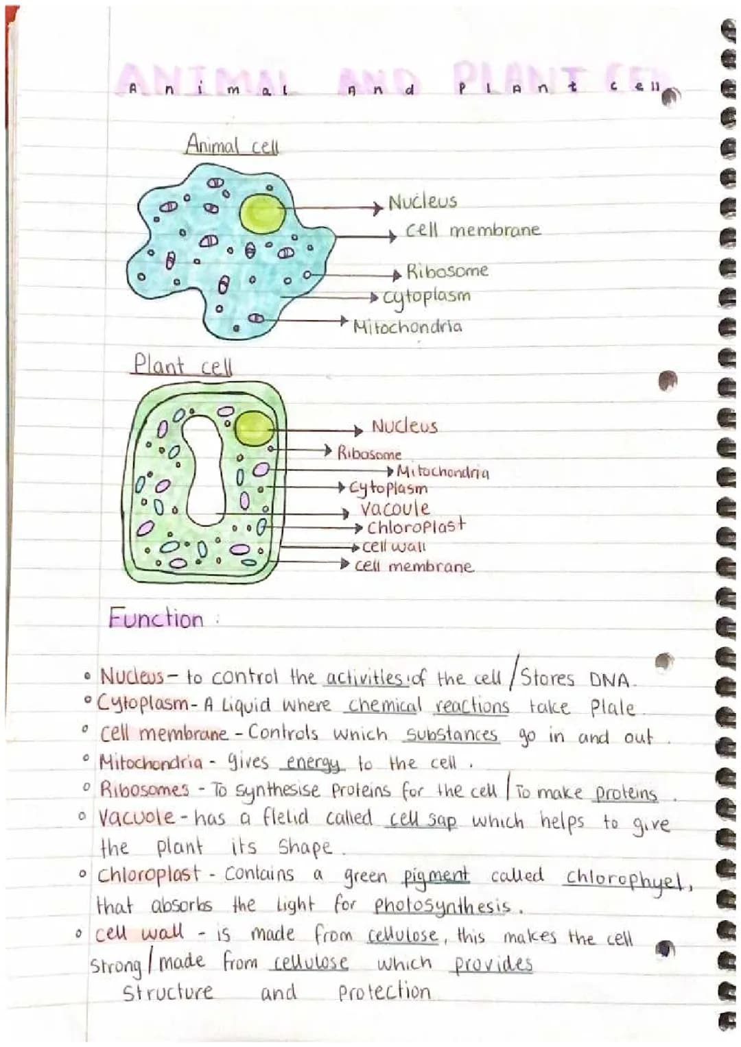 Difference Between Plant and Animal Cells for Class 8-9 with Diagrams