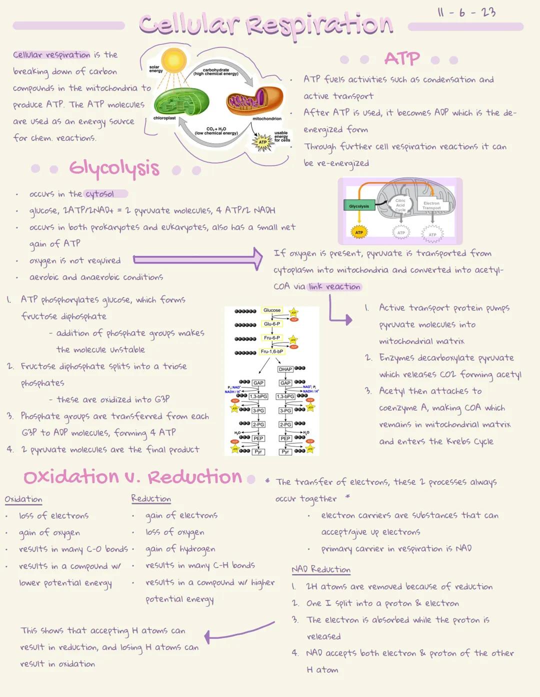 
<p>Cellular respiration is the breaking down of carbon compounds in the mitochondria to produce ATP. The ATP molecules are used as an energ