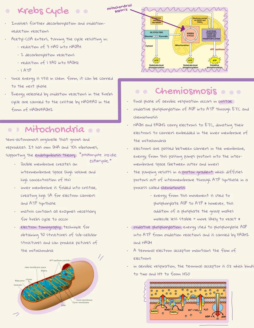 
<p>Cellular respiration is the breaking down of carbon compounds in the mitochondria to produce ATP. The ATP molecules are used as an energ