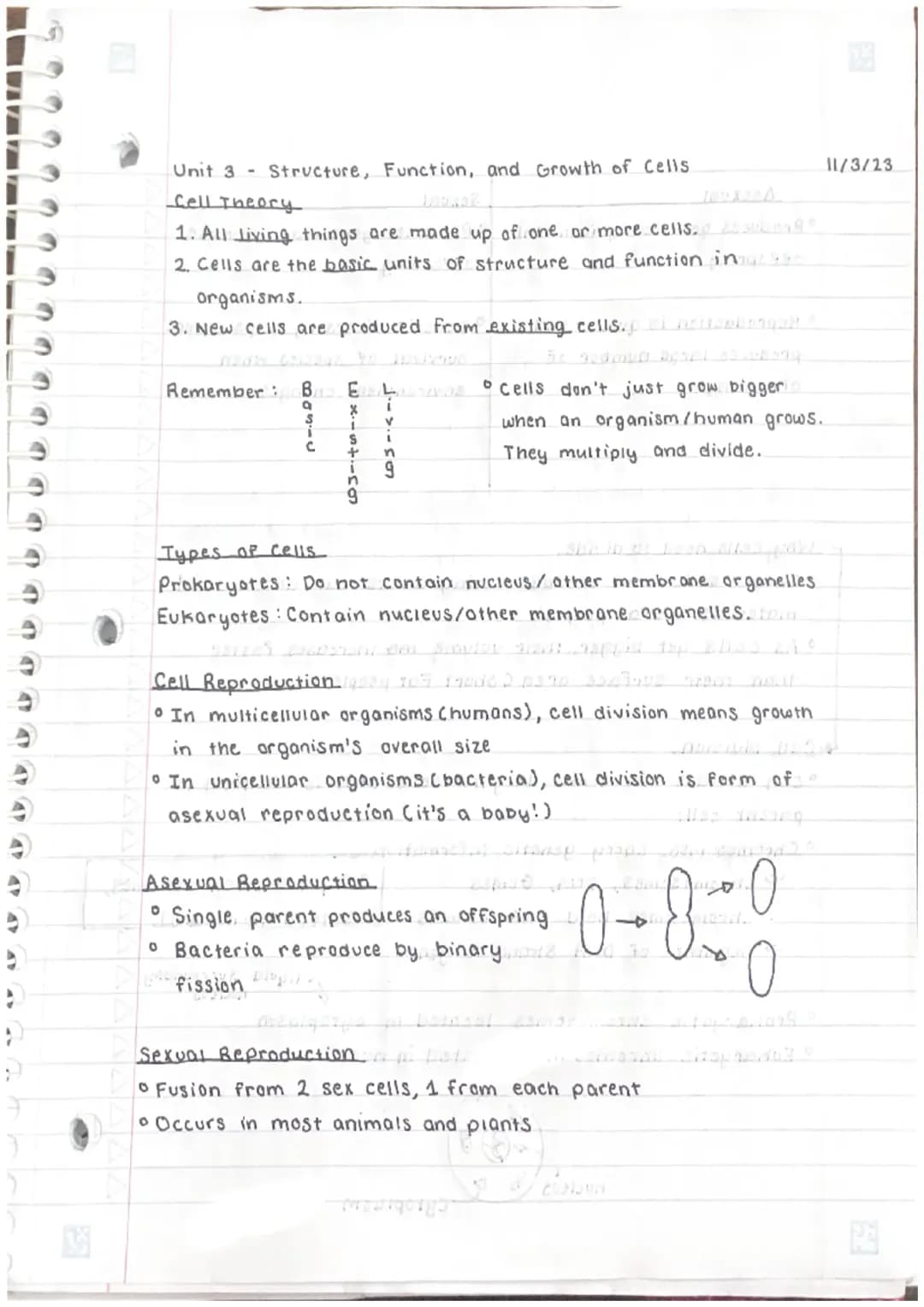 Cell Division, Cell Cycle and DNA Replication