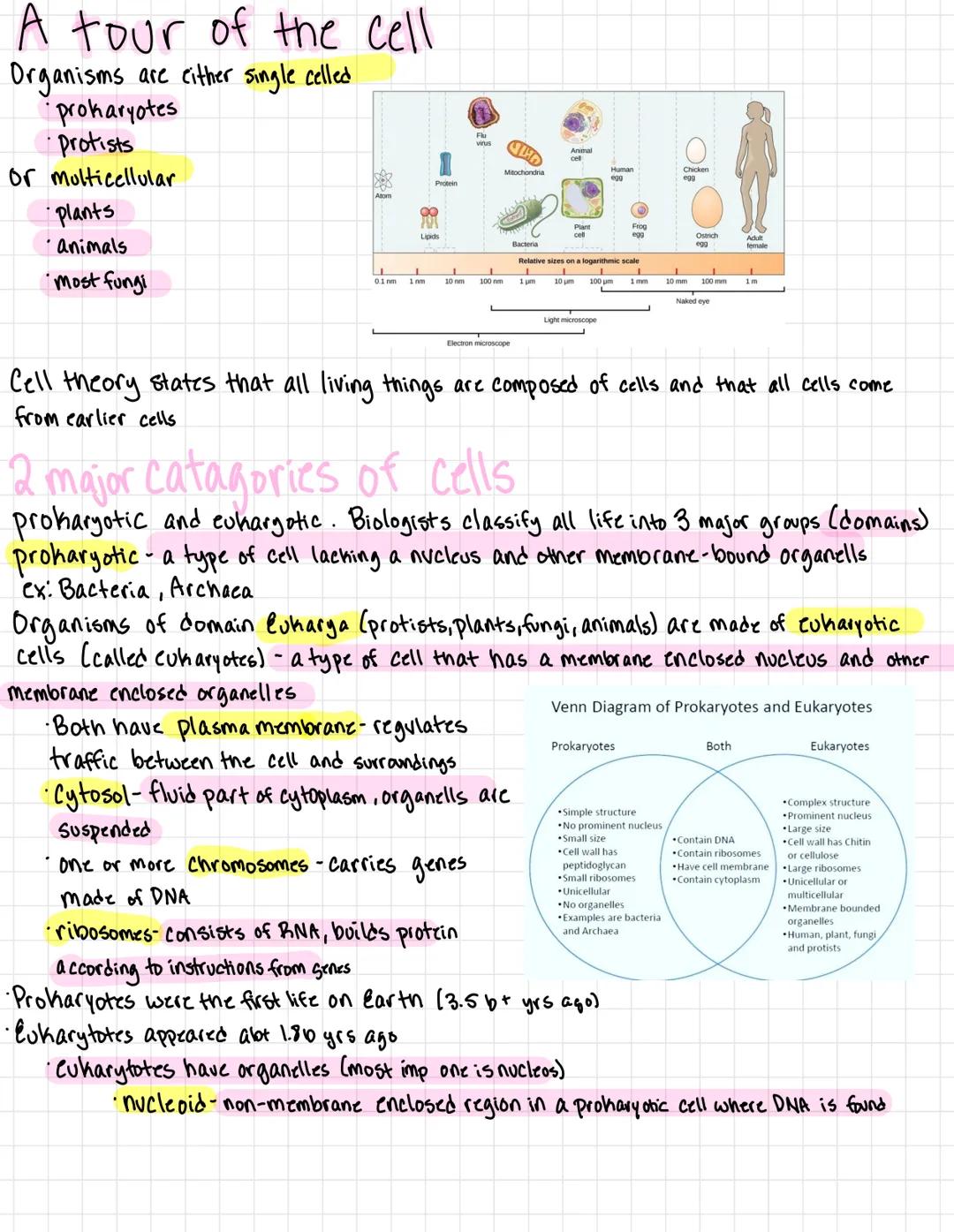 Cell Membrane Structure and Function