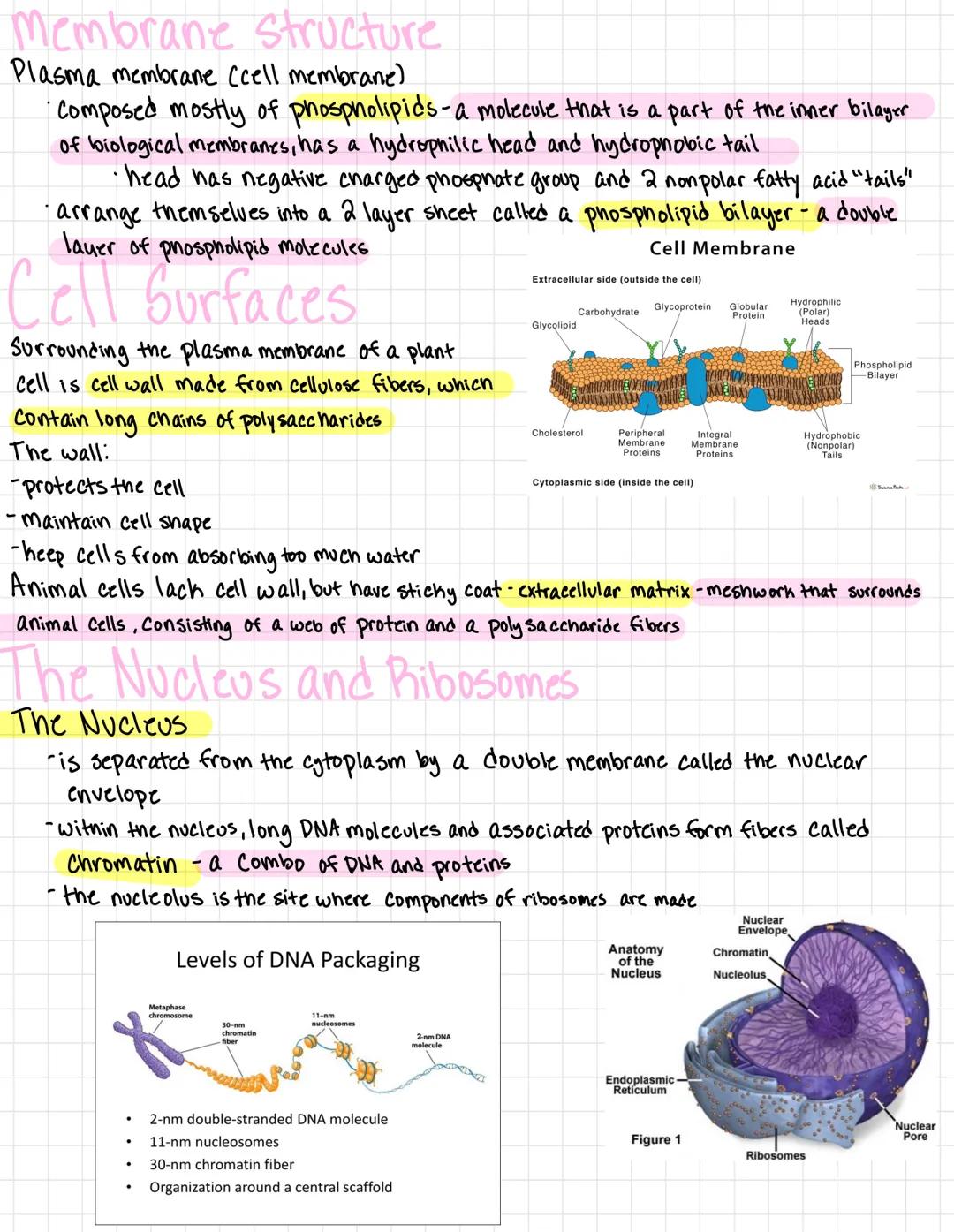 # A tour of the cell

Organisms are either single celled
*   prokaryotes
*   Protists

or multicellular
*   plants
*   animals
*   most fung