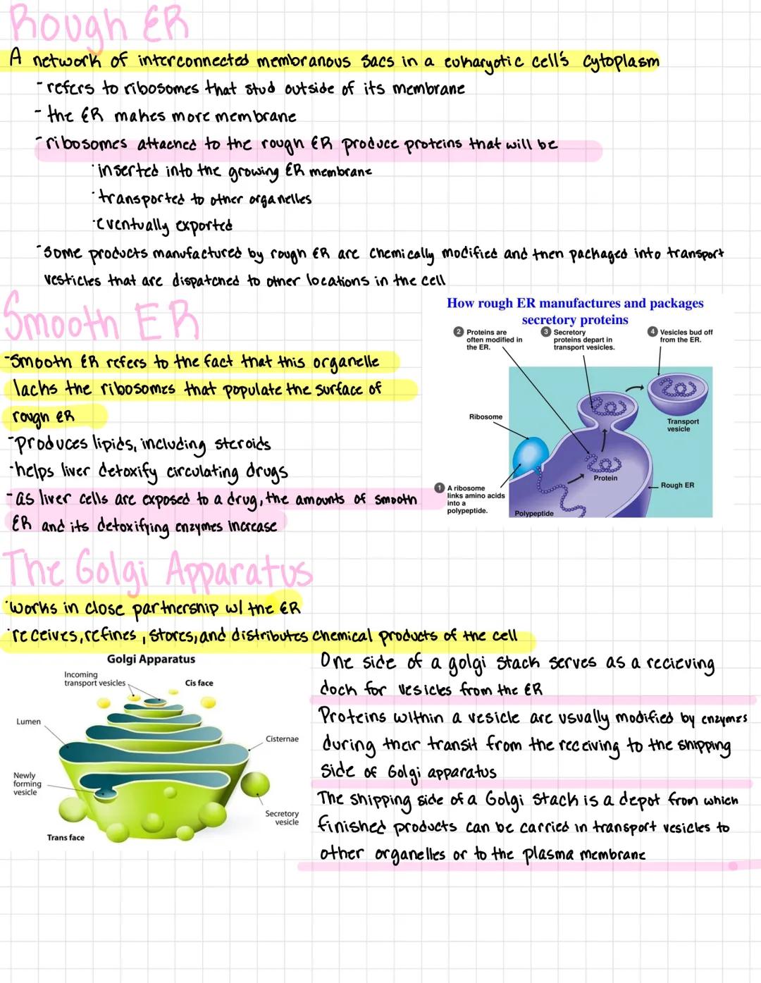 # A tour of the cell

Organisms are either single celled
*   prokaryotes
*   Protists

or multicellular
*   plants
*   animals
*   most fung