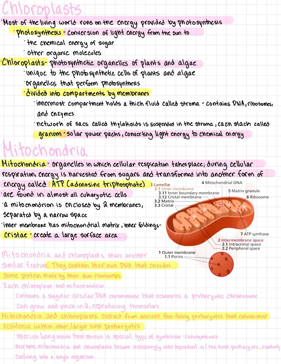 # A tour of the cell

Organisms are either single celled
*   prokaryotes
*   Protists

or multicellular
*   plants
*   animals
*   most fung