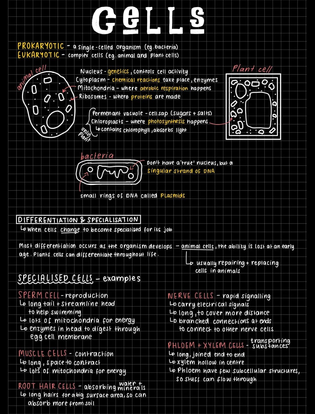 Exploring Cells: Prokaryotic vs Eukaryotic and Cool Stem Cell Facts