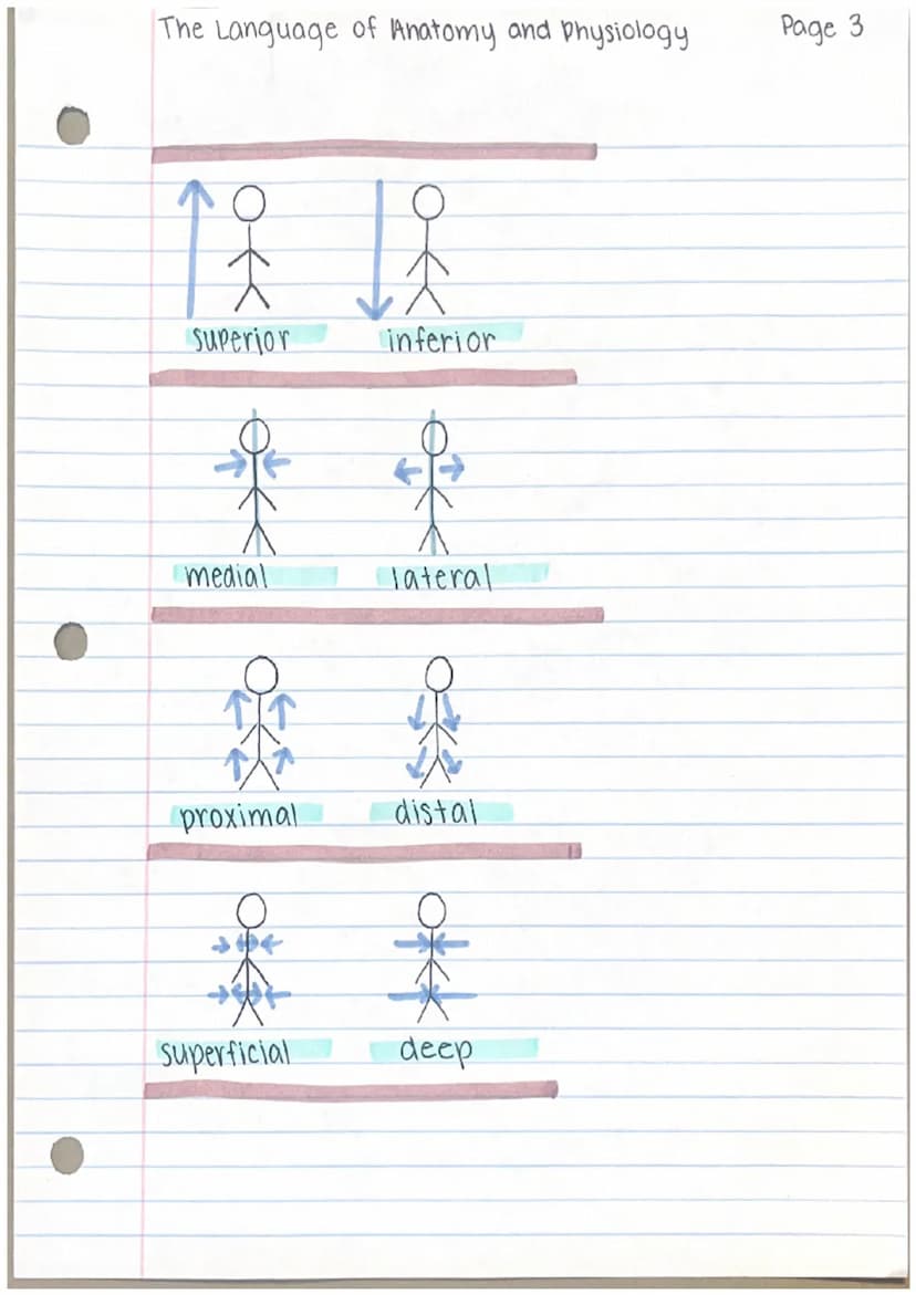 THE LANGUAGE
of
and pysiology
anatomy
anatomy
- parts of the human body.
- gross human anatomy.
- microscopic human anatomy.
describing the 