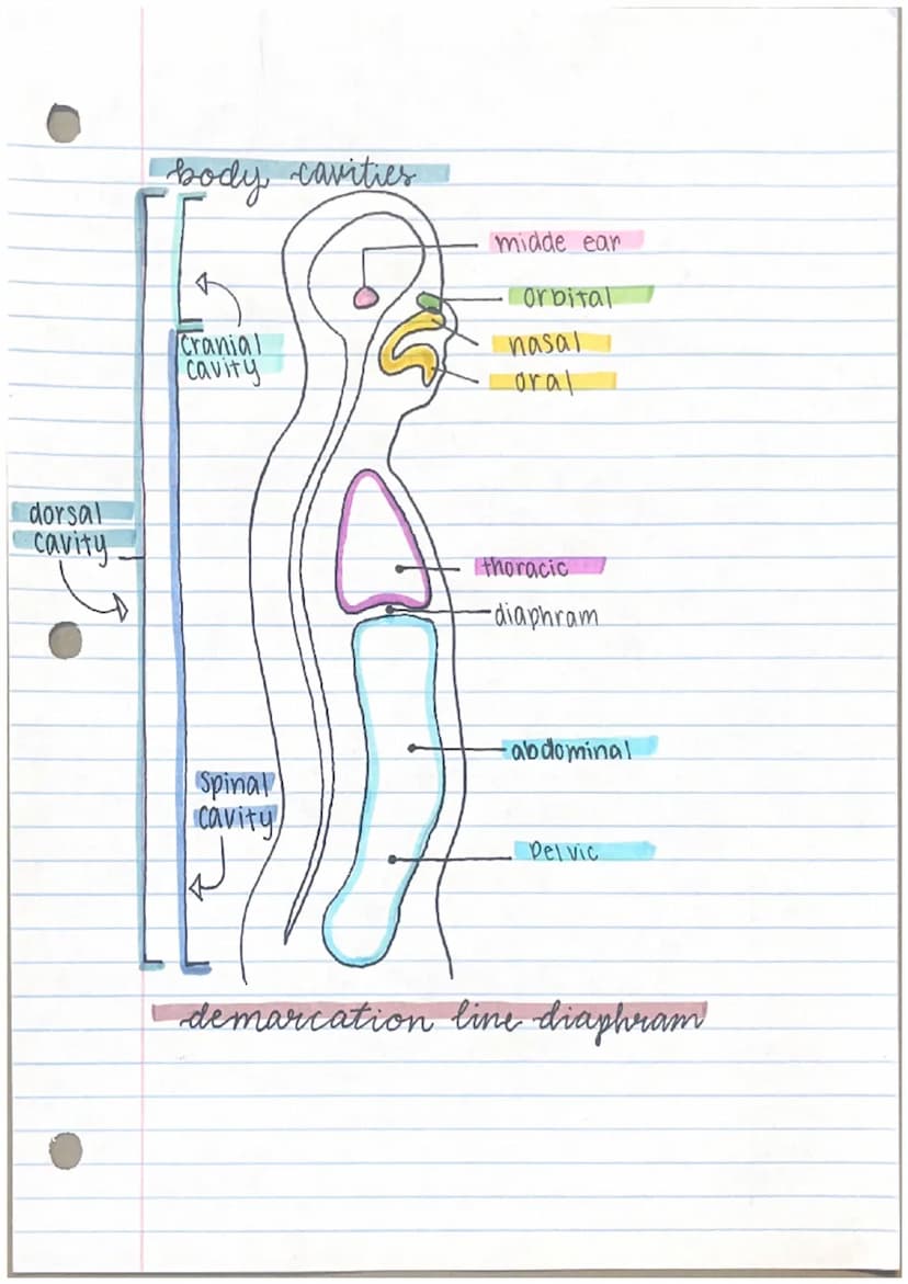 THE LANGUAGE
of
and pysiology
anatomy
anatomy
- parts of the human body.
- gross human anatomy.
- microscopic human anatomy.
describing the 