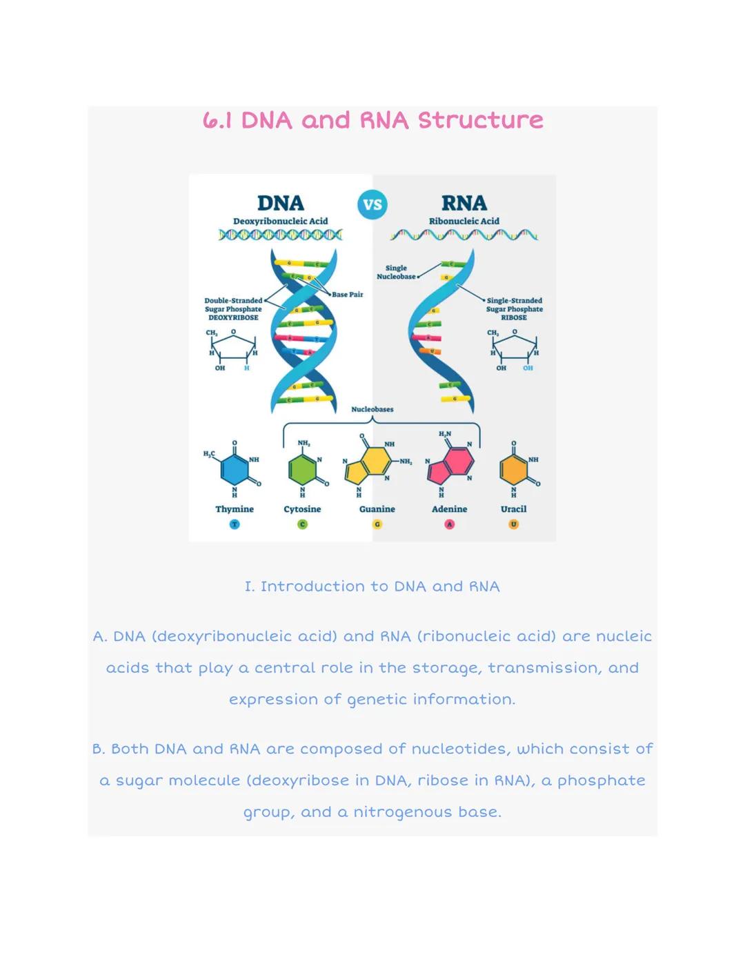 How DNA and RNA Work: Exploring Their Differences and Jobs