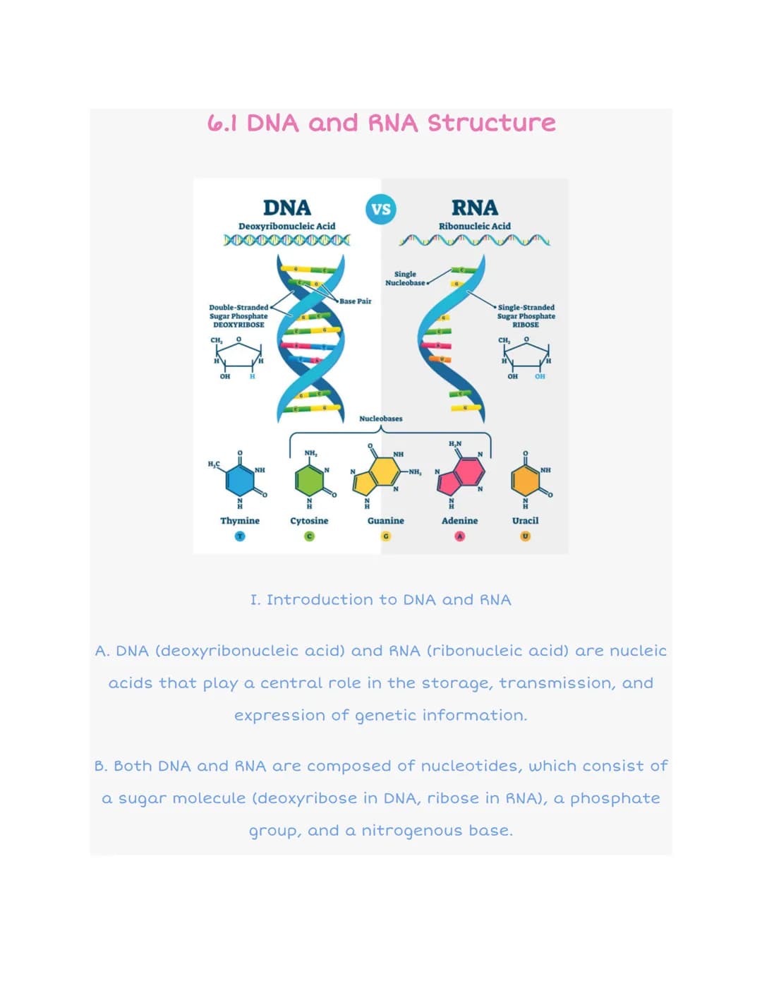 6.1 DNA and RNA Structure
DNA
Deoxyribonucleic Acid
DOOOOOO000
Double-Stranded
Sugar Phosphate
DEOXYRIBOSE
CH₂
OH
H
NH
N
Thymine
XOX
NH,
N
C