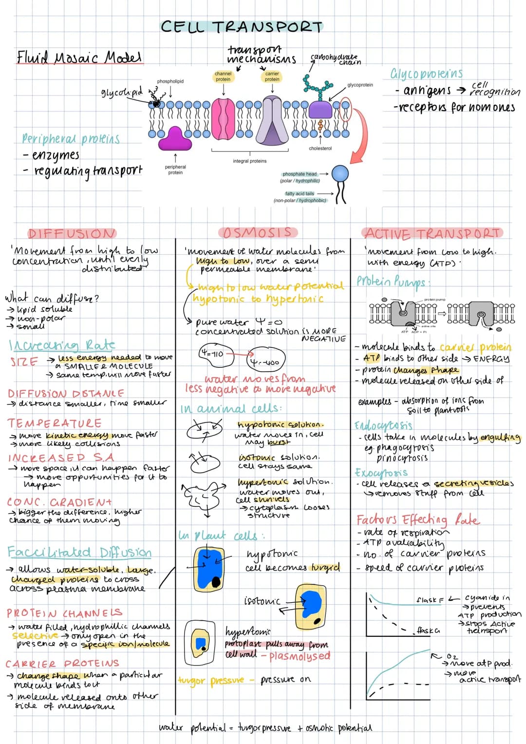 Fluid Mosaic Model
glycolpid
Peripheral proteins
enzymes
- regulating transport
DIFFUSION
'Movement from high to low
concentration, until ev