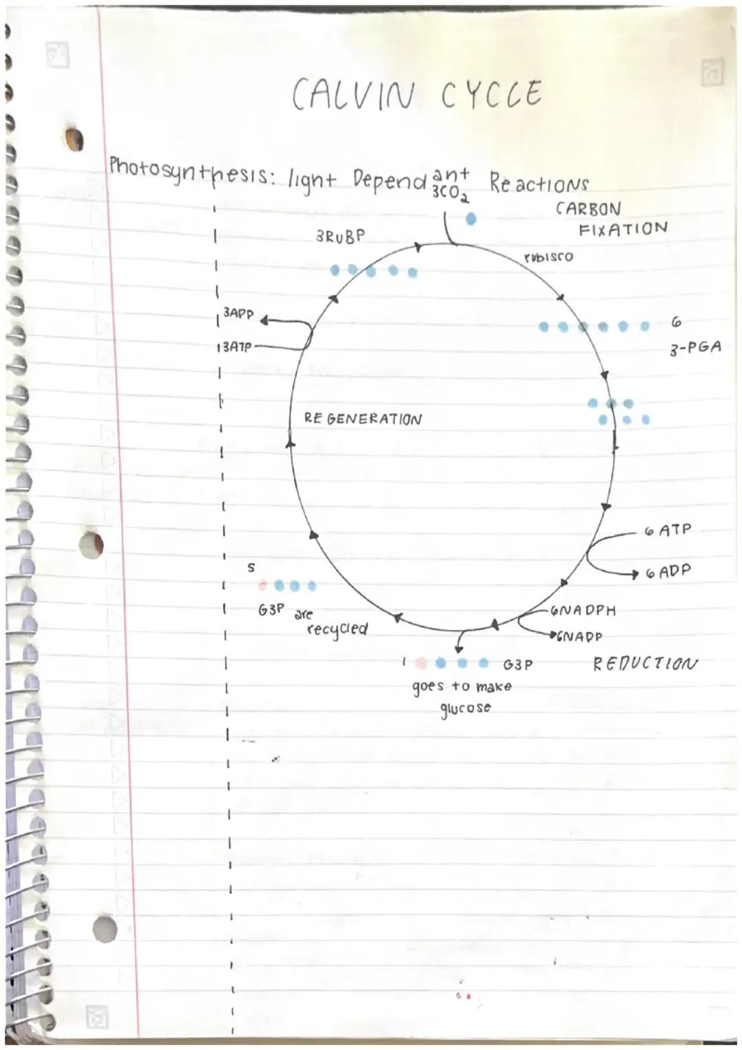 Cool Study Notes on Calvin Cycle & Photosynthesis