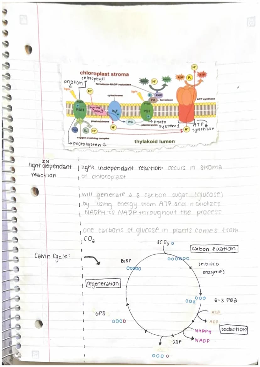 7
Photosynthesis: light Depend 30012
ant
3APP
13A7P
1
S
CALVIN CYCCE
G3P
3RUBP
RE GENERATION
are
recycled
Re actions
G3P
goes to make
glucos