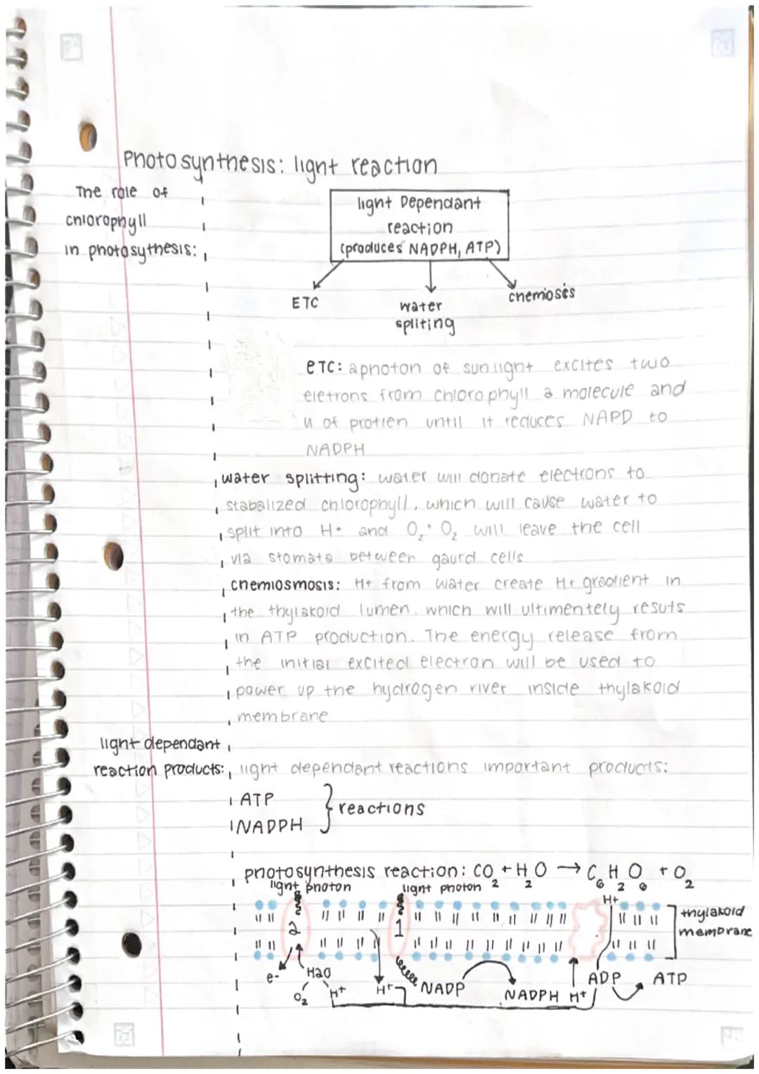 7
Photosynthesis: light Depend 30012
ant
3APP
13A7P
1
S
CALVIN CYCCE
G3P
3RUBP
RE GENERATION
are
recycled
Re actions
G3P
goes to make
glucos