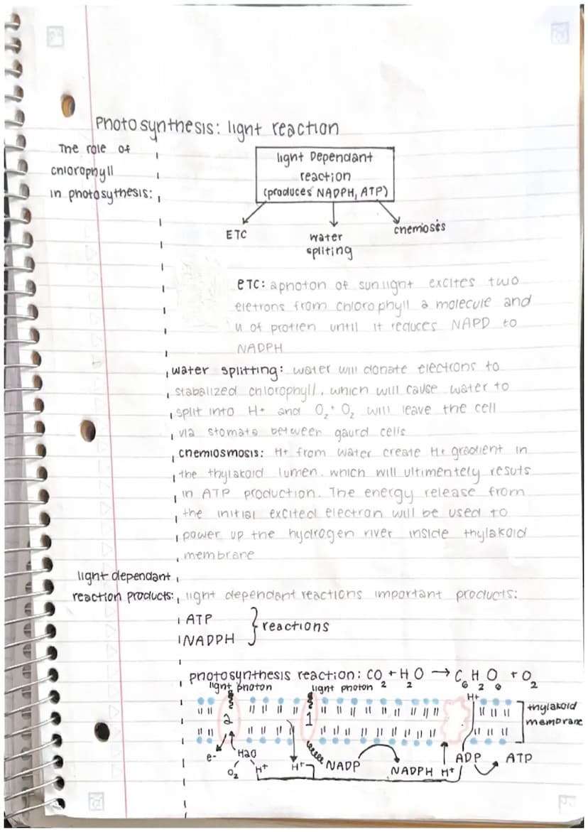 7
Photosynthesis: light Depend 30012
ant
3APP
13A7P
1
S
CALVIN CYCCE
G3P
3RUBP
RE GENERATION
are
recycled
Re actions
G3P
goes to make
glucos