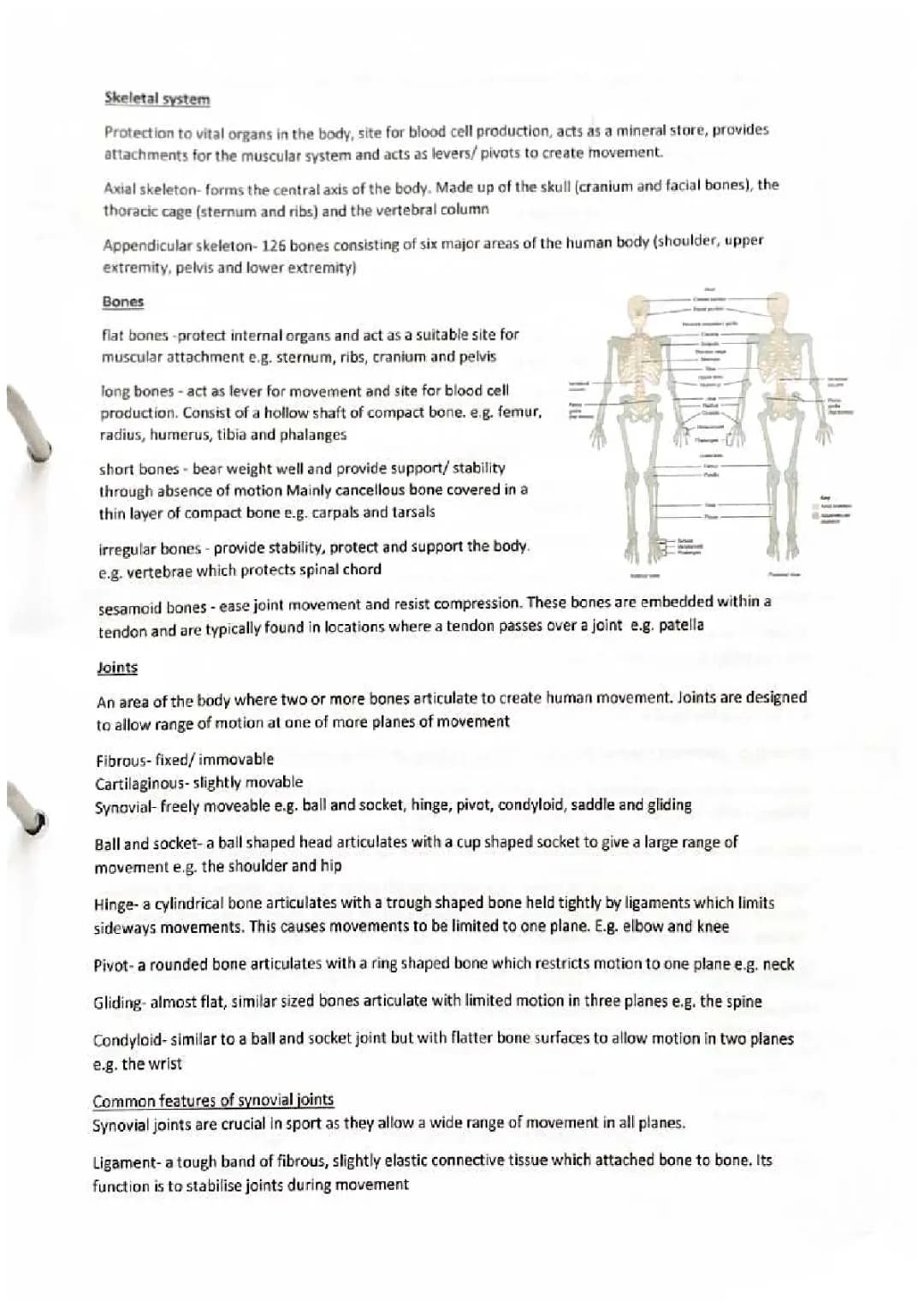 The Skeletal system 