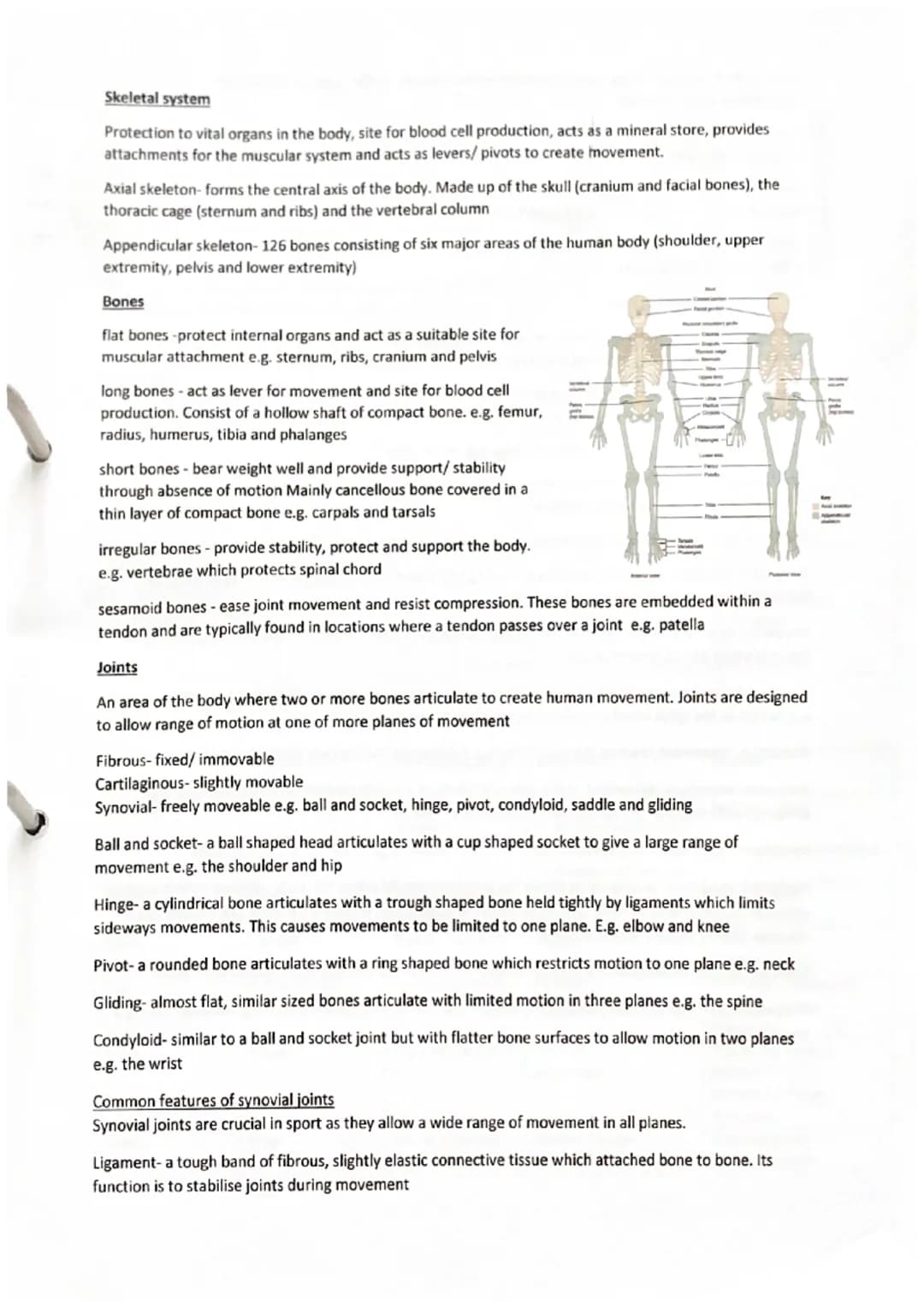 Skeletal system
Protection to vital organs in the body, site for blood cell production, acts as a mineral store, provides
attachments for th