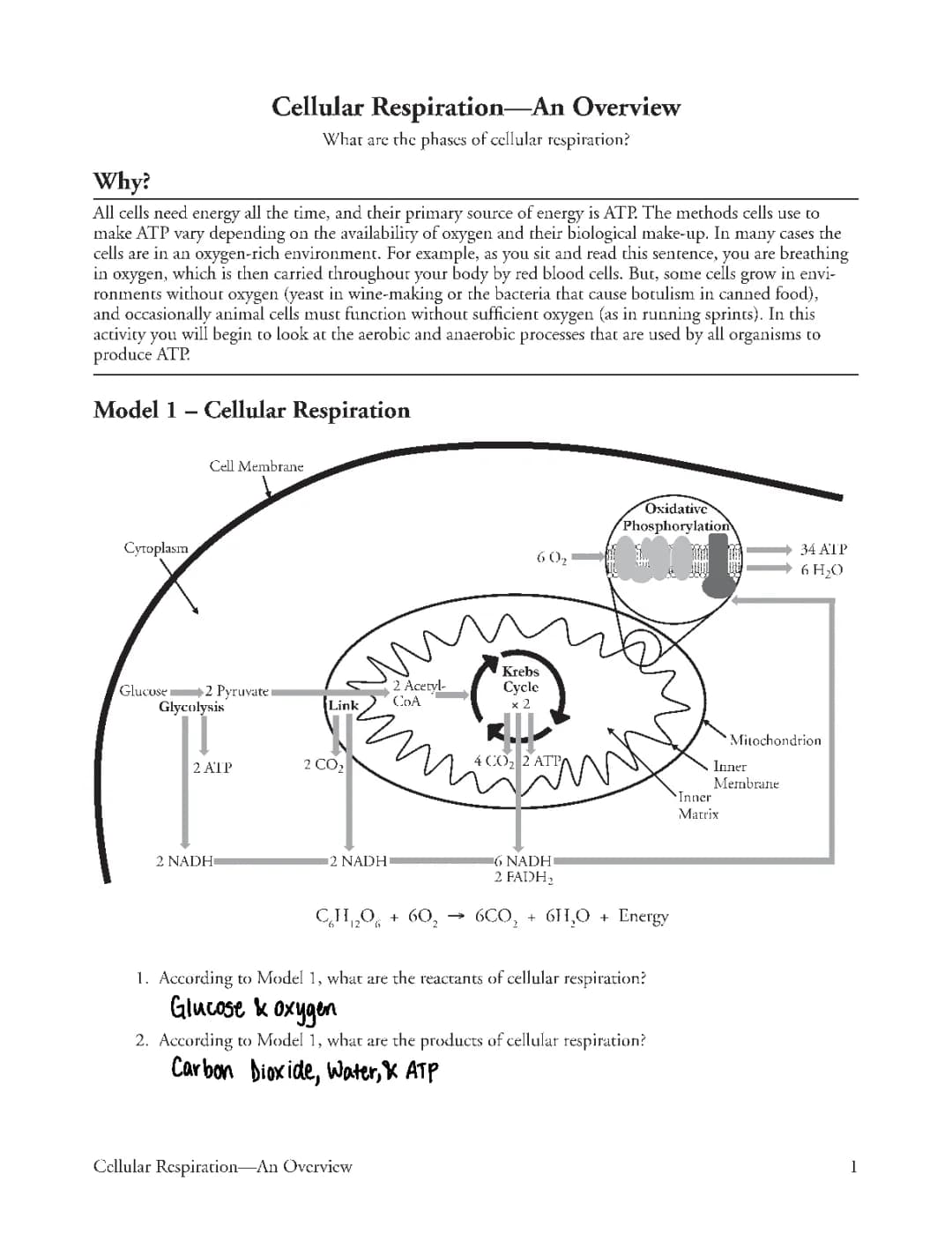 Cellular Respiration worksheet