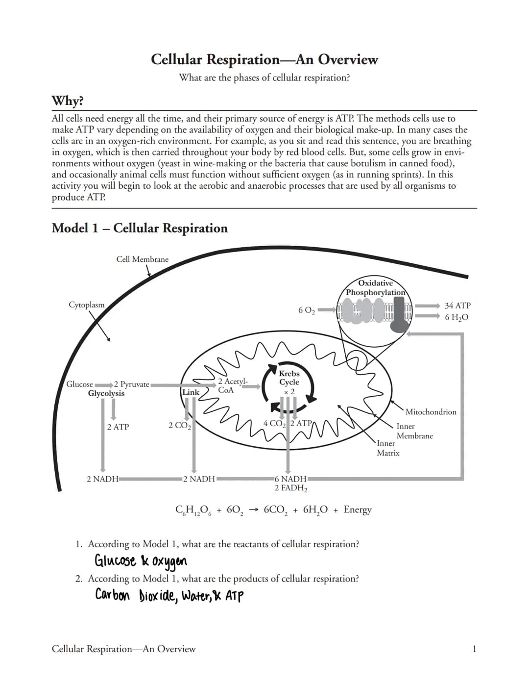 Why?
All cells need energy all the time, and their primary source of energy is ATP. The methods cells use to
make ATP vary depending on the 