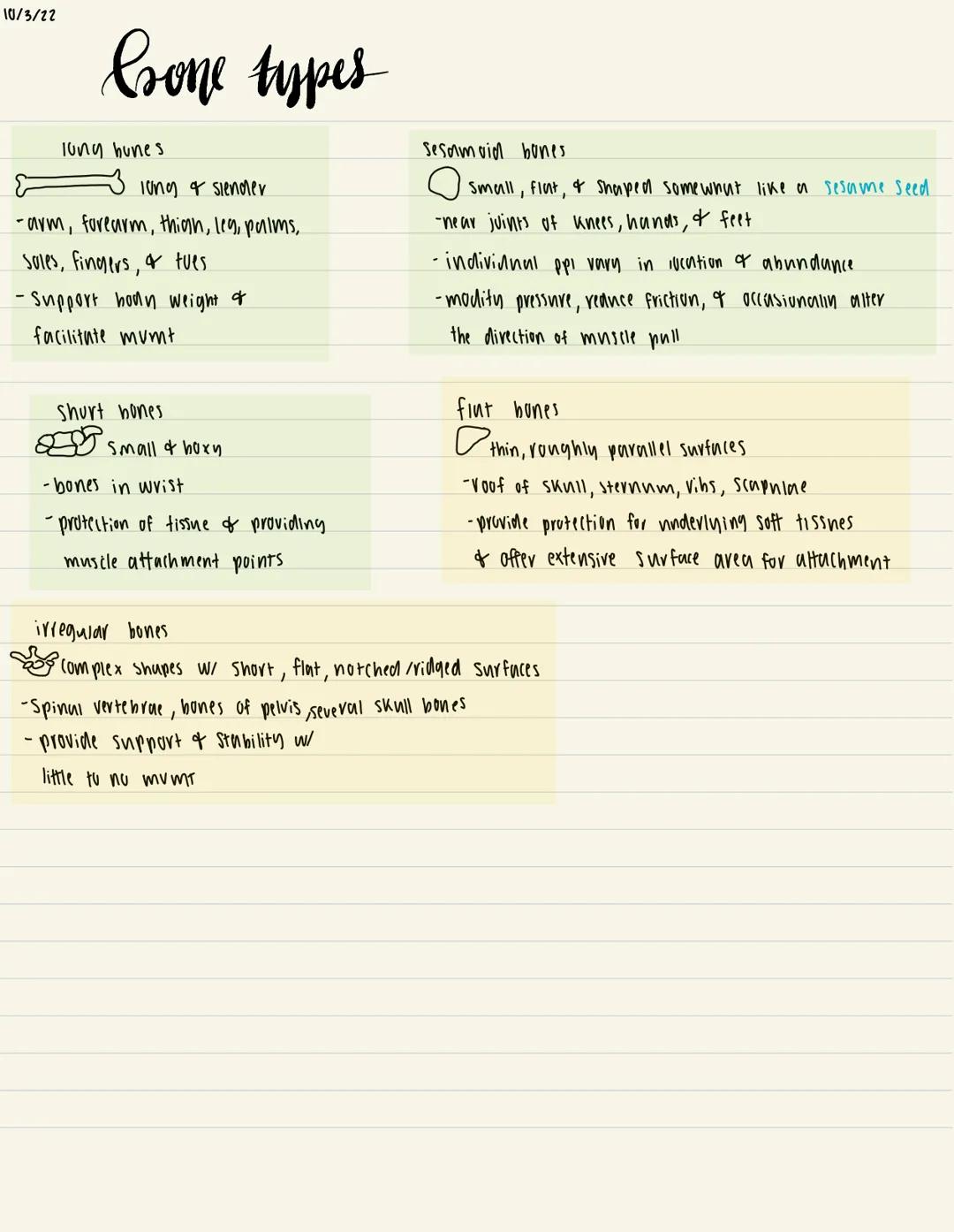 Anatomy - Bone Types