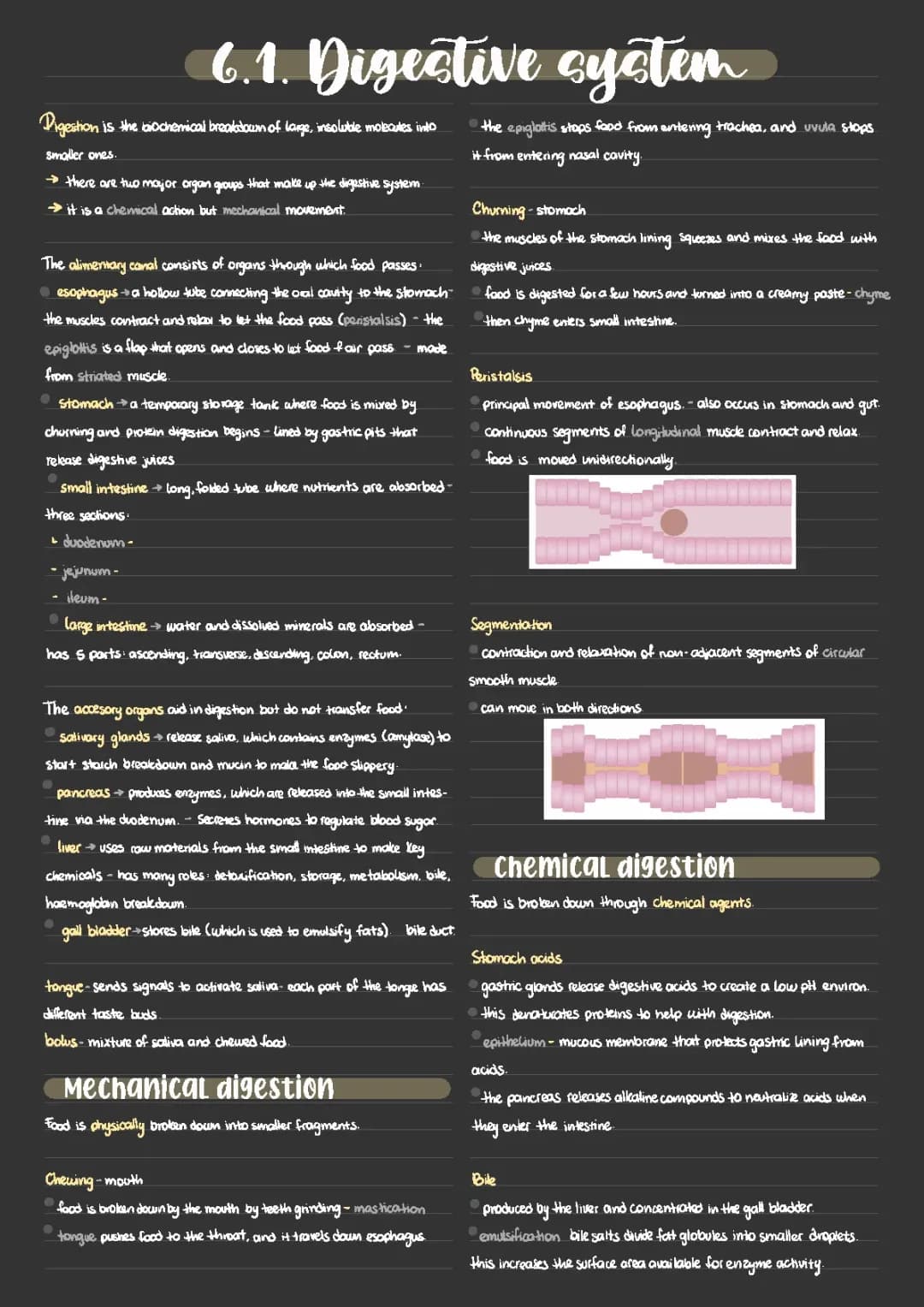 IB Biology: Digestive System Notes & Diagrams PDF