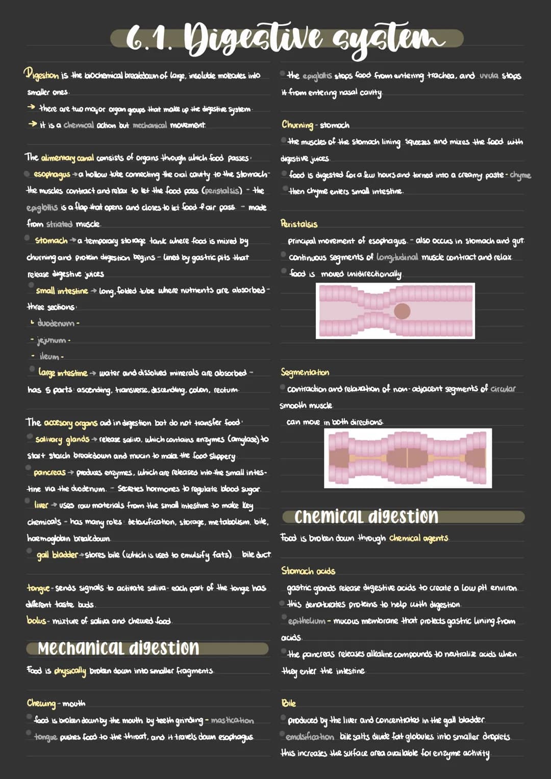 
<p>Digestion is the process of breaking down large, insoluble molecules into smaller ones through both chemical and mechanical action. The 