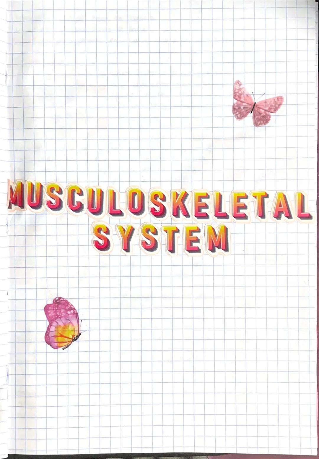 musculoskeletal system 