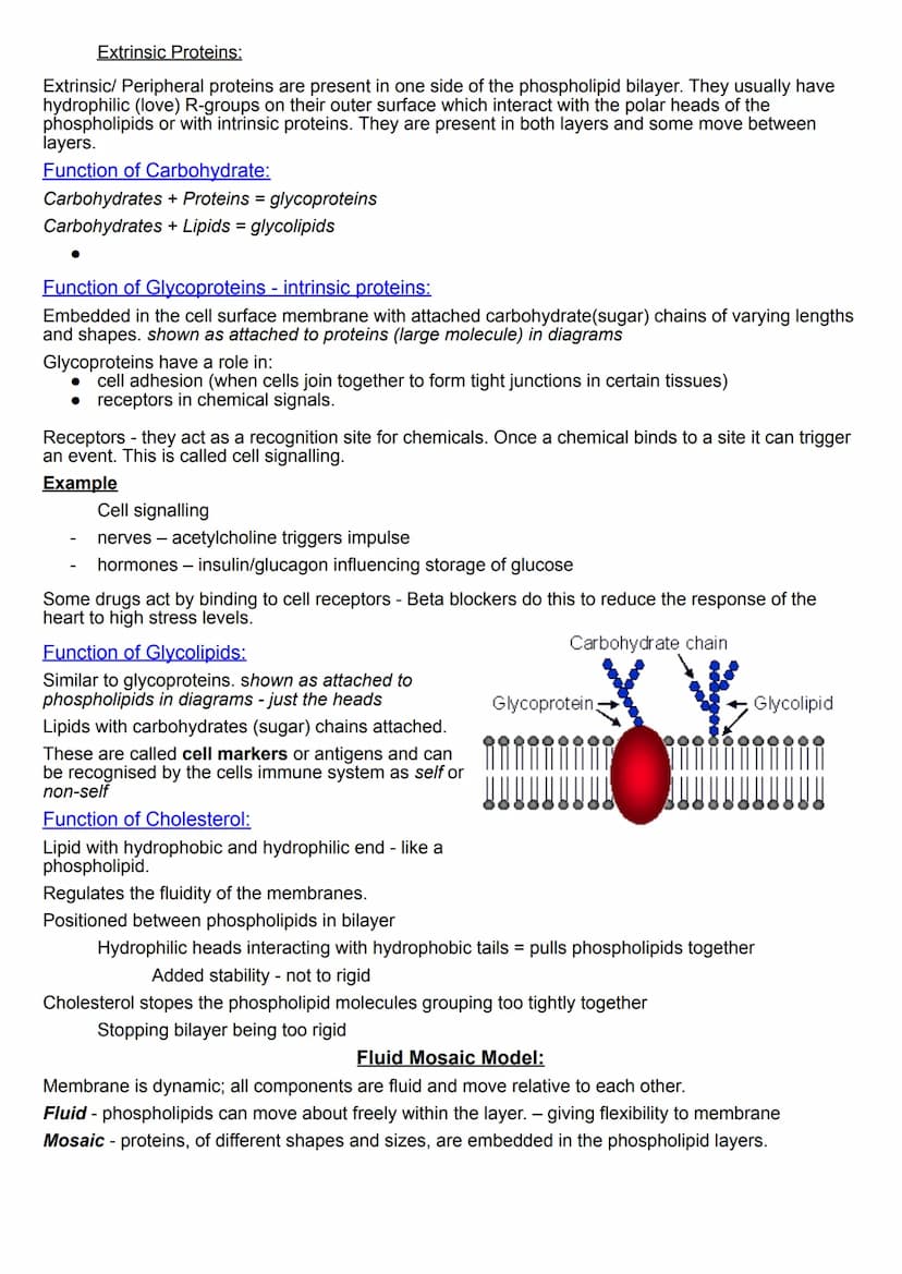Plasma Membranes
Plasma membranes form boundaries between cells and their environment. Also boundaries
between organelles within the cell. I