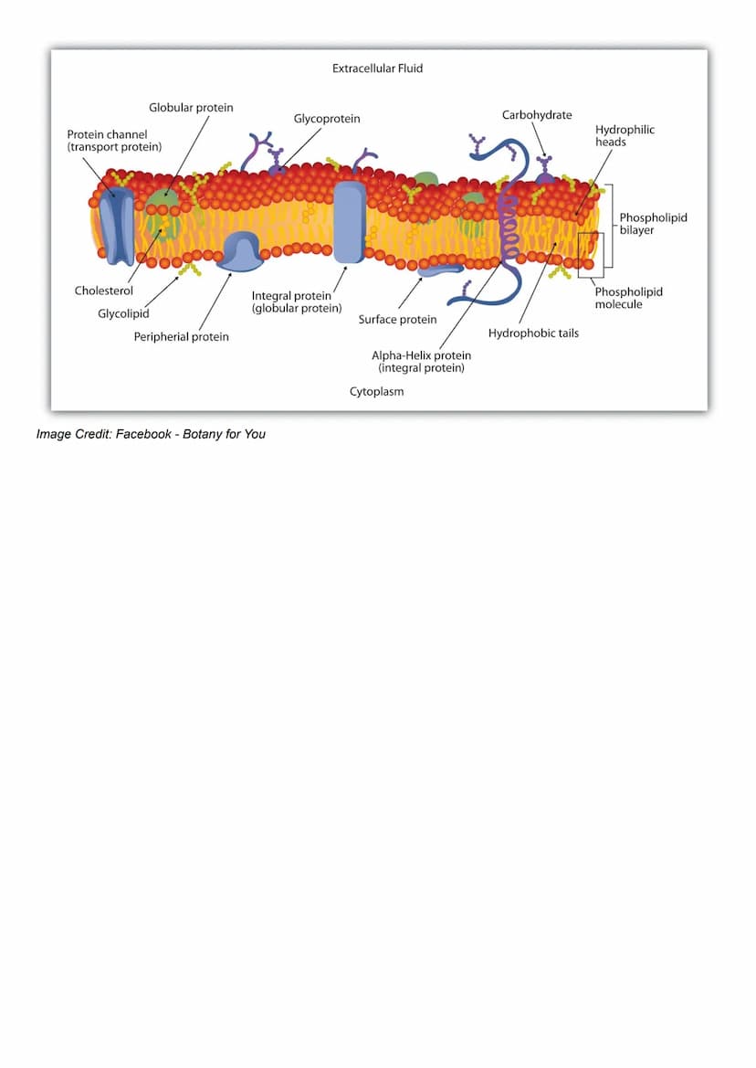 Plasma Membranes
Plasma membranes form boundaries between cells and their environment. Also boundaries
between organelles within the cell. I