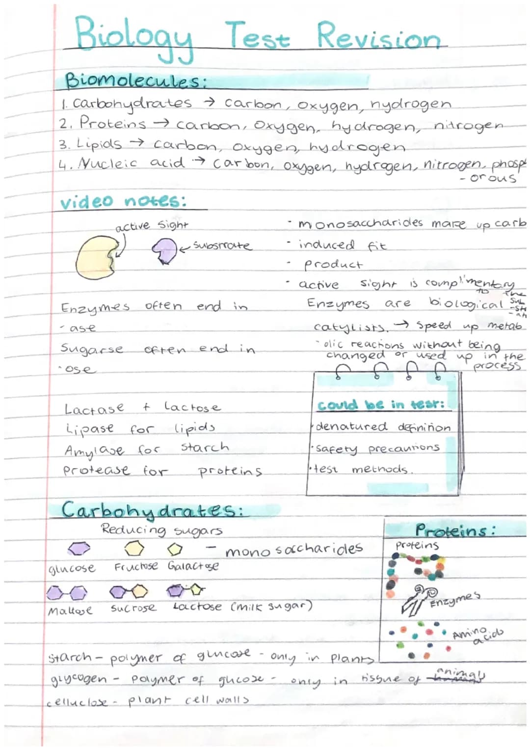 Biology Test Revision
Biomolecules:
1. Carbohydrates → carbon, oxygen, hydrogen
2. Proteins → carbon, Oxygen, hydrogen, nitrogen
3. Lipids →