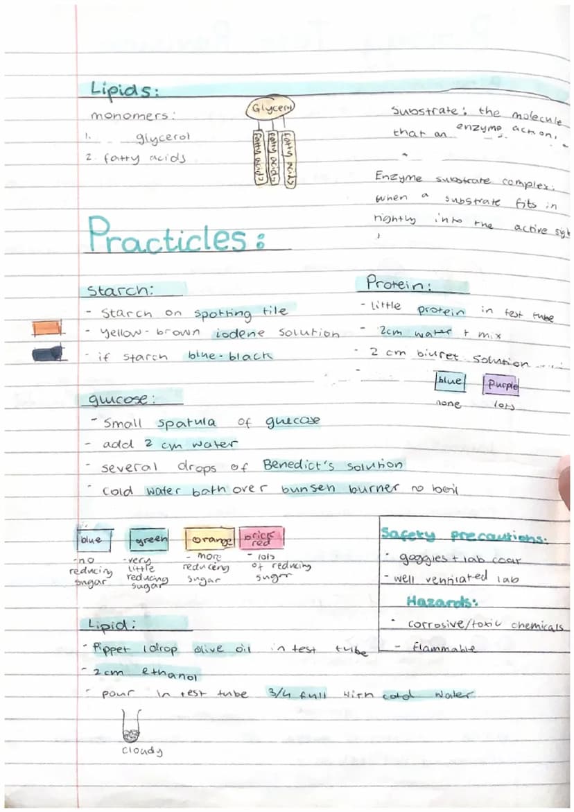 Biology Test Revision
Biomolecules:
1. Carbohydrates → carbon, oxygen, hydrogen
2. Proteins → carbon, Oxygen, hydrogen, nitrogen
3. Lipids →