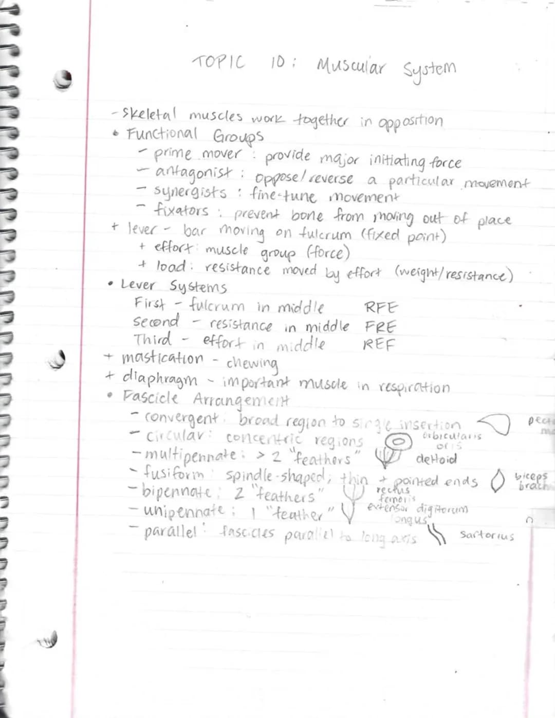A&P Topic 10 Muscular System Overview - Easy Guide