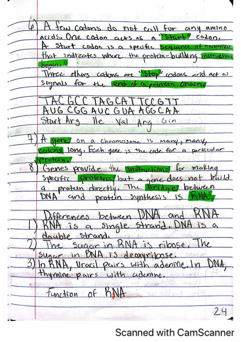 6
V
DNA, RNA, and Protein Synthesis
The DNA molecule, with it's four nitrogenous
bases us code for all proteins that are made.
in a cell.
is